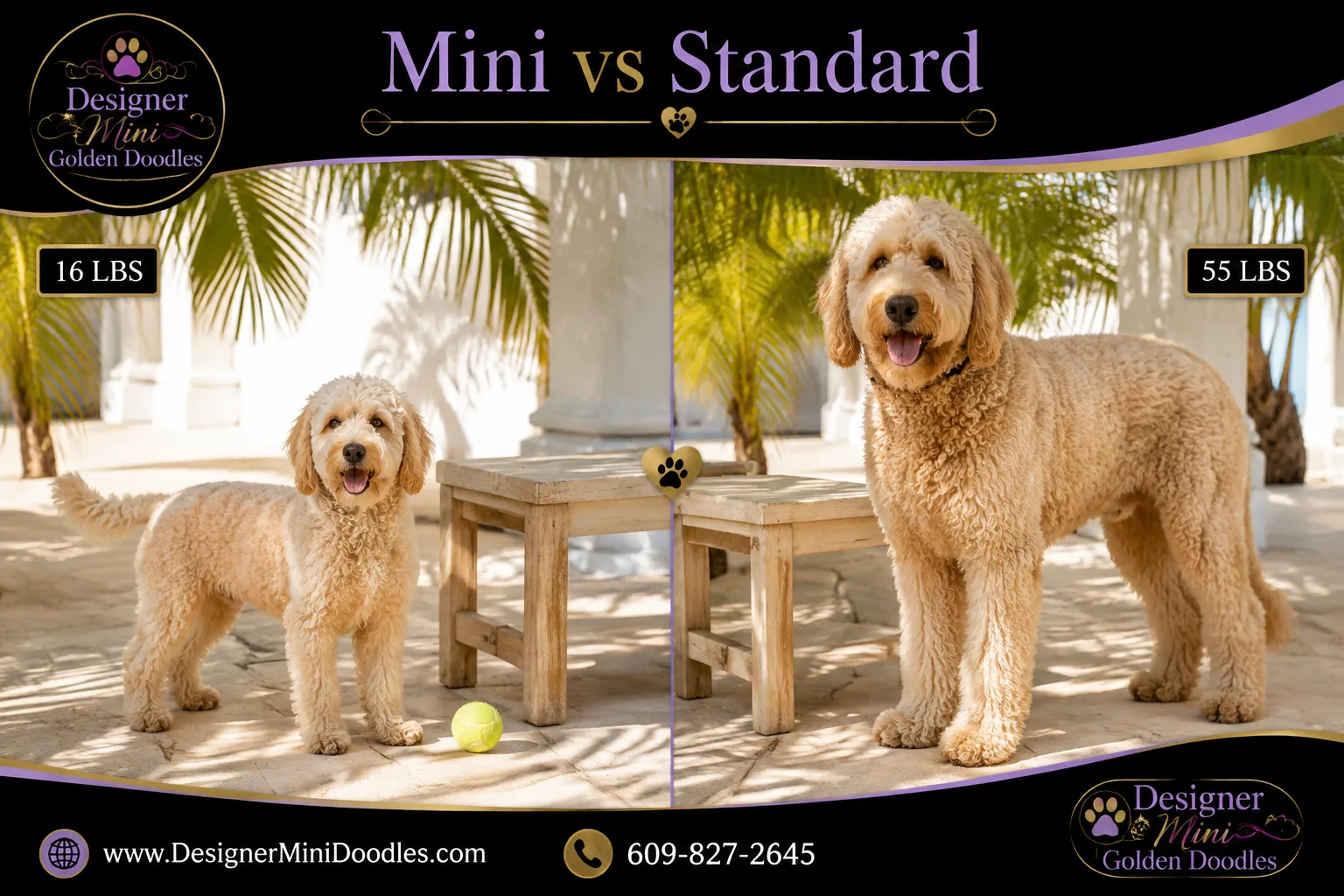 mini golden doodles West Palm Beach