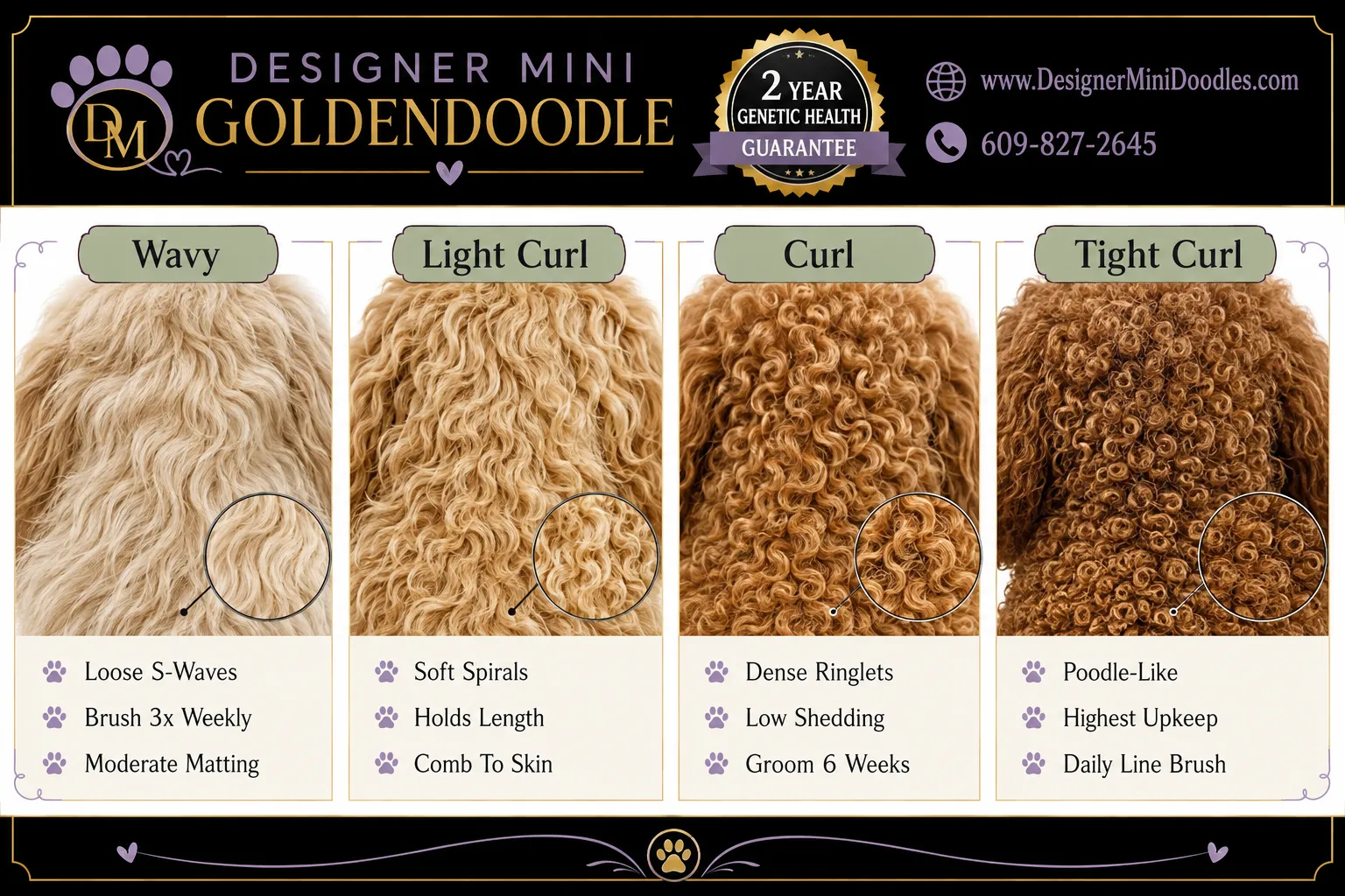 What Are the Mini Goldendoodle Coat Types and Furnishings?