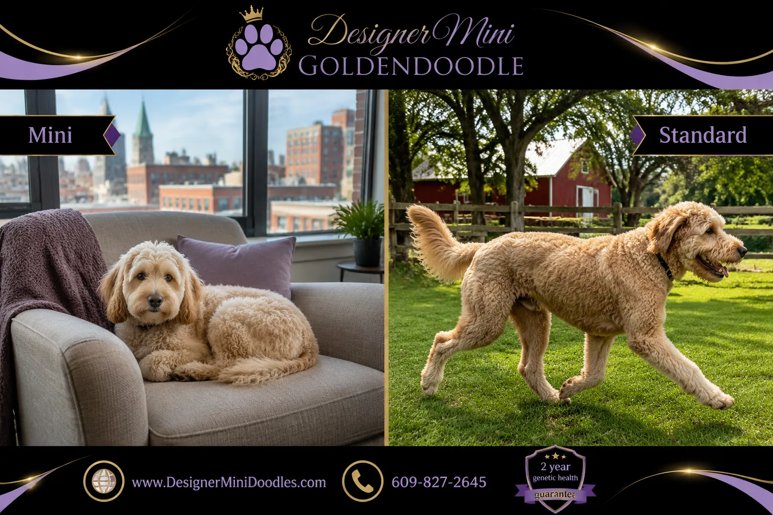 mini goldendoodle Wisconsin