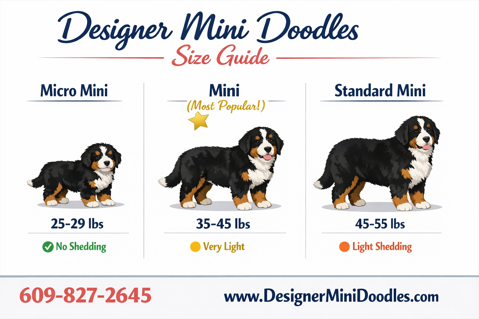 miniature bernedoodle size chart