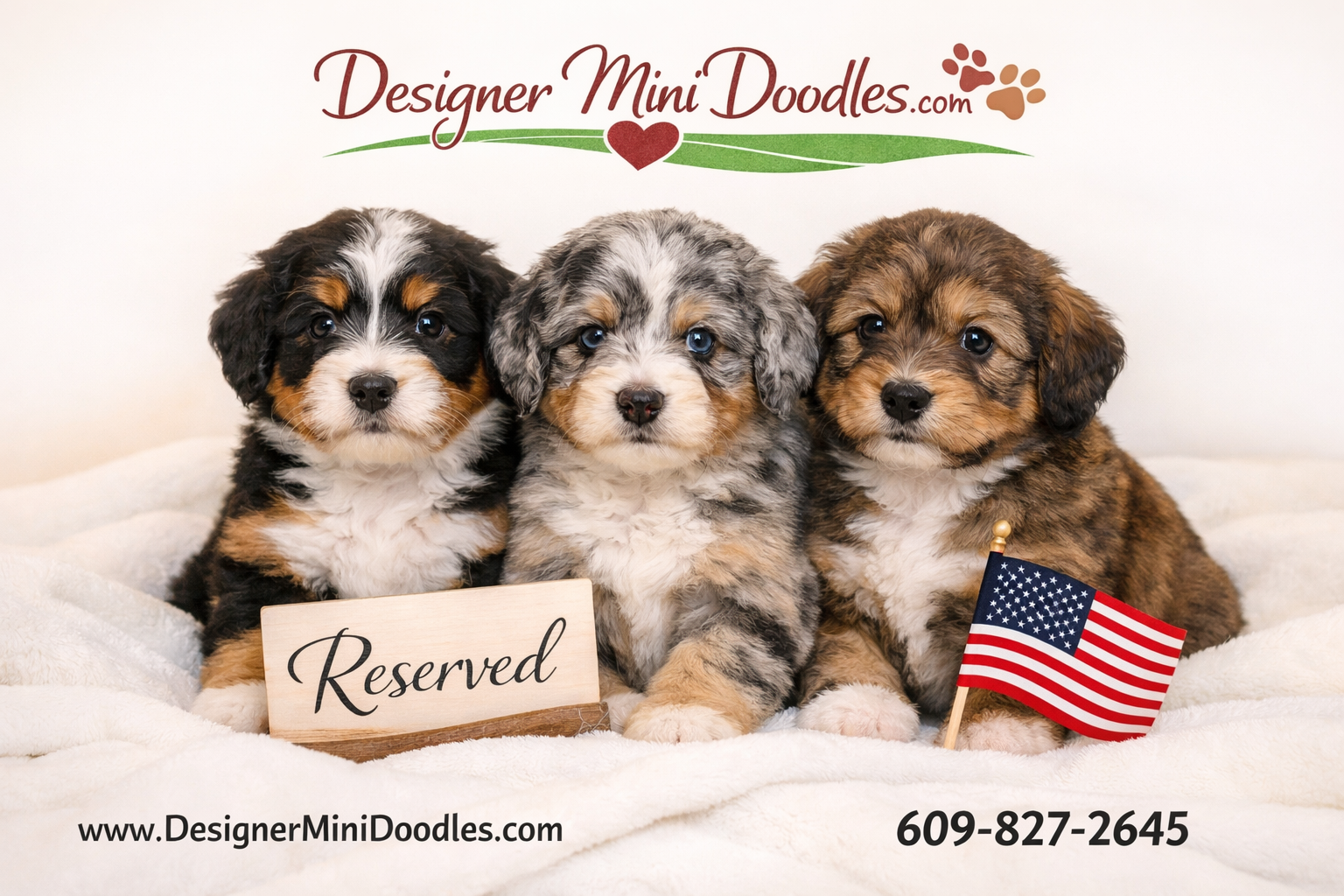 Mini Bernedoodle breeder Tampa