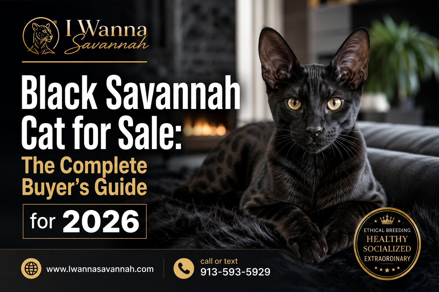 "Black Savannah Cat for Sale: The Complete Buyer's Guide for 2026". Modern design, , , aesthetic. Background imagery
