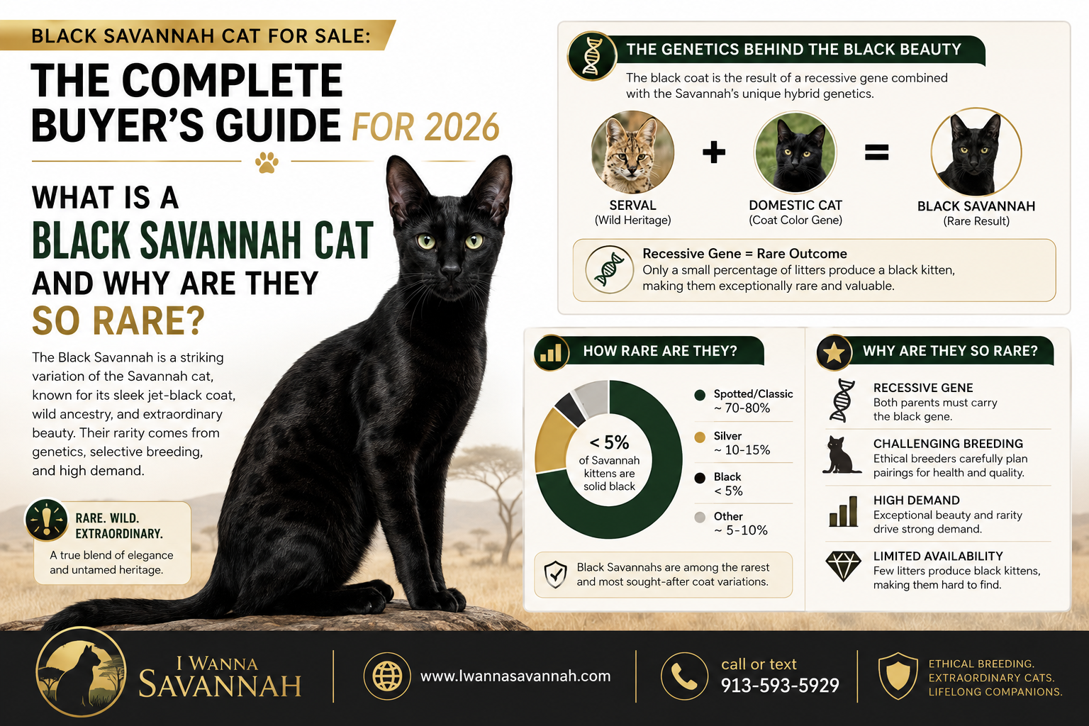 Why I Wanna Savannah Is the Top Choice for a Black Savannah Cat for Sale