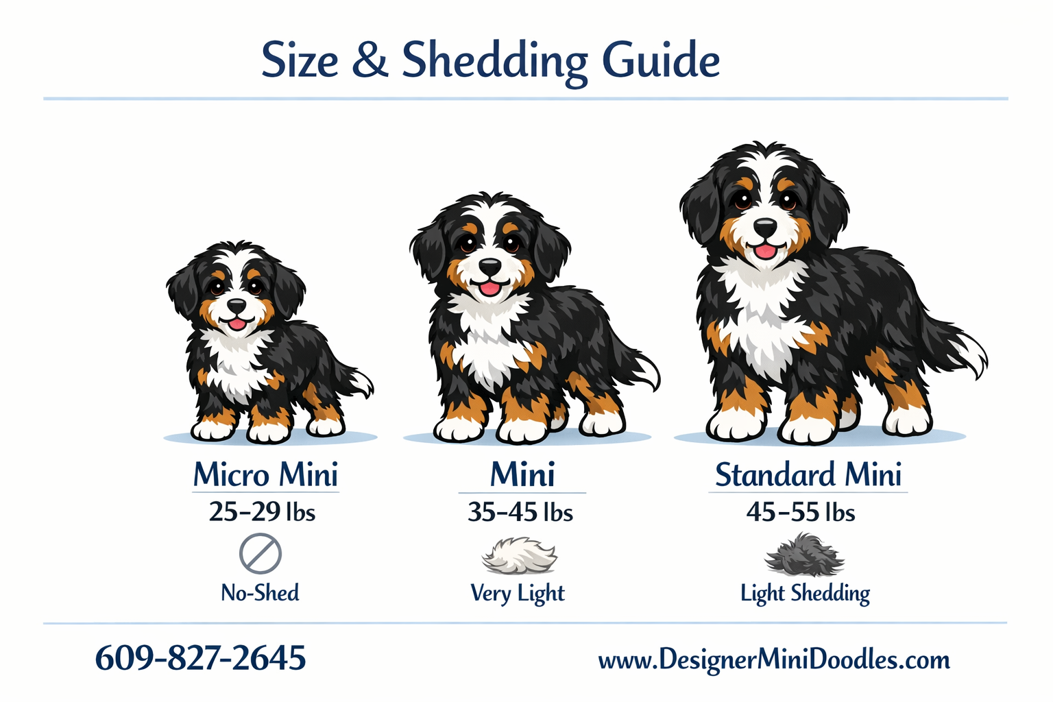 Miniature Bernese Mountain shedding