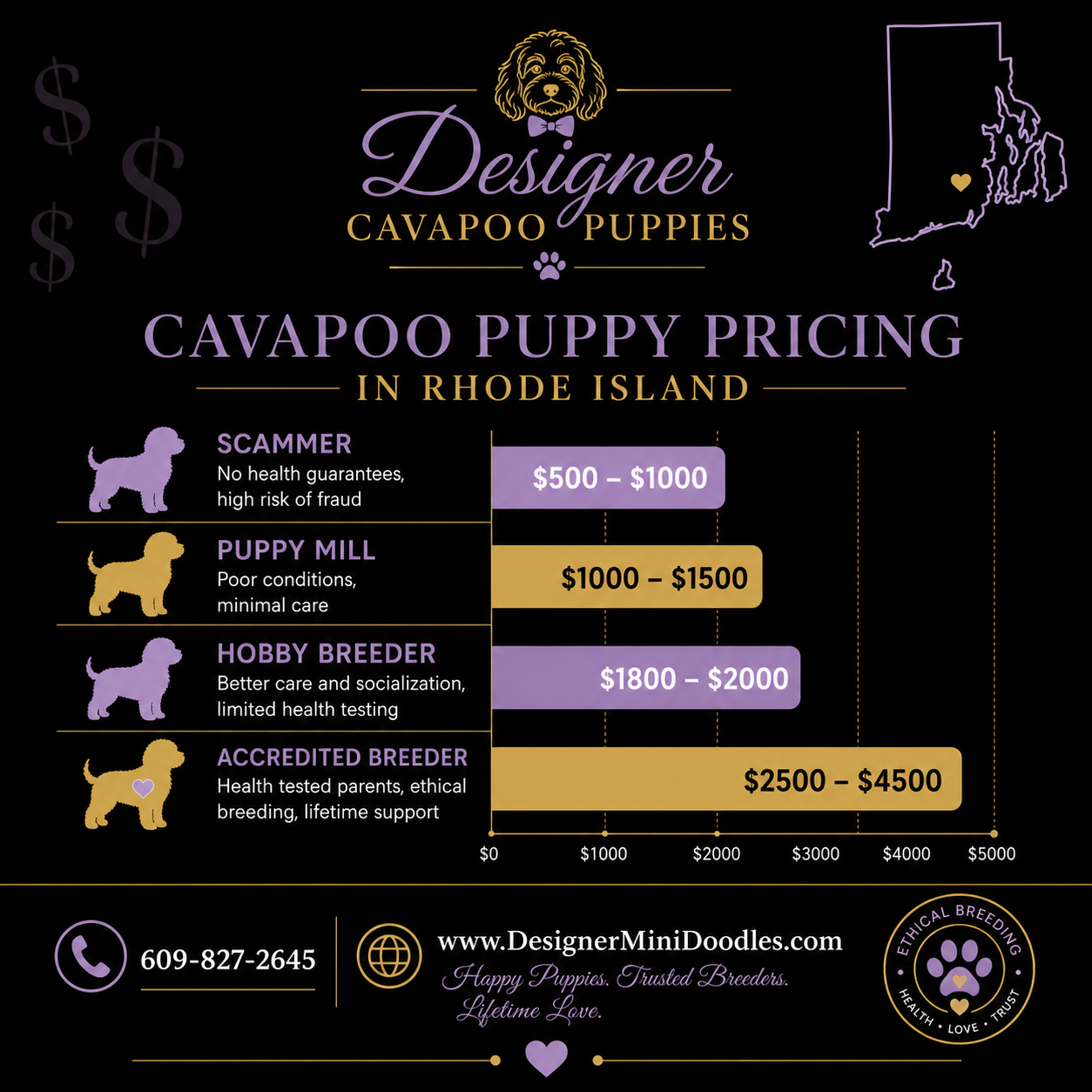 Cavapoo for sale Rhode Island