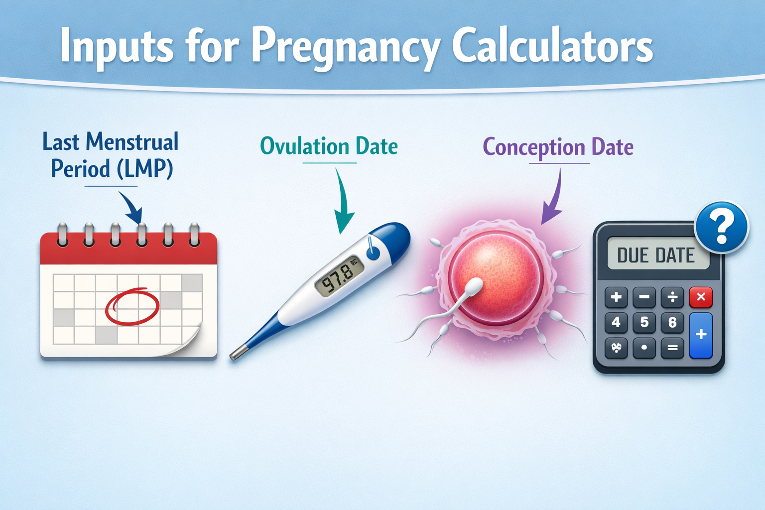 A visually clear infographic in landscape format (1536x1024) illustrating the different inputs used by pregnancy calculators (LMP, ovulation