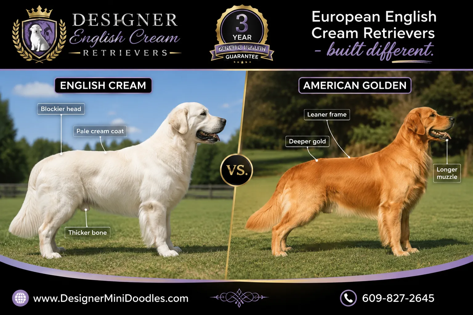 english cream golden retriever breeder