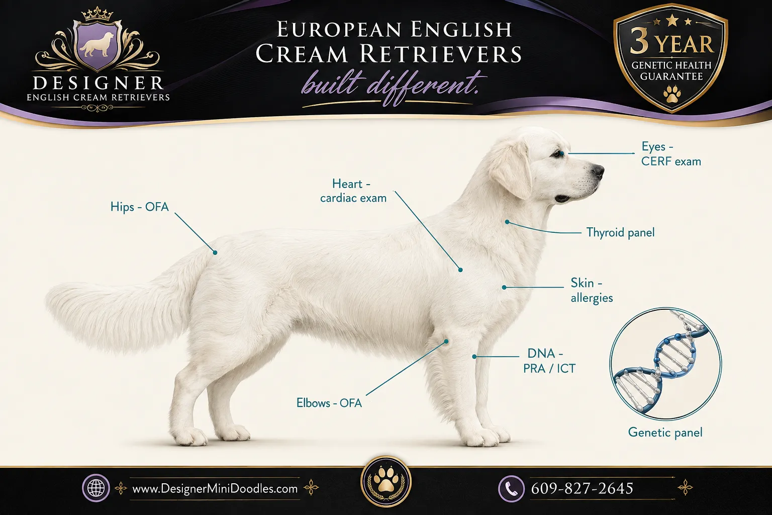 english cream golden retriever breeder
