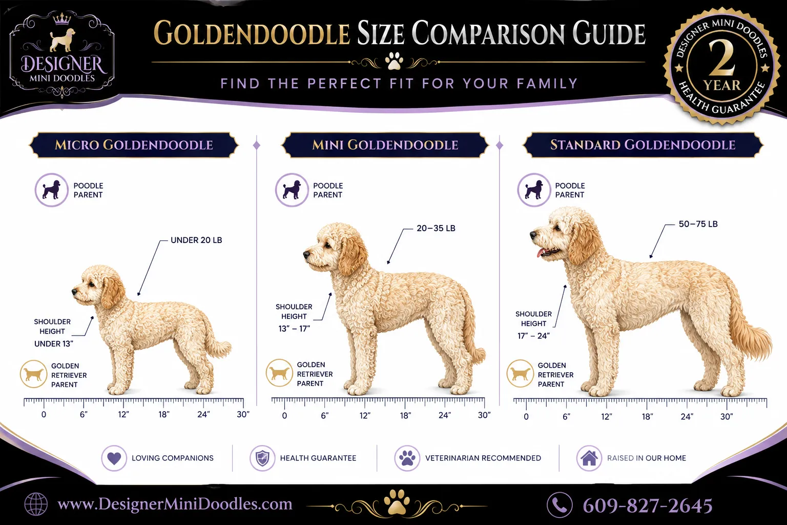 golden doodle mini Florida