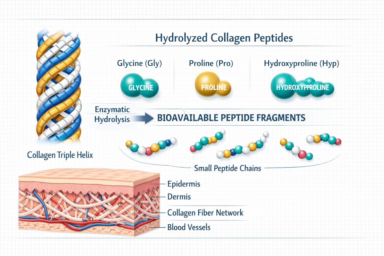 Detailed () scientific illustration showing hydrolyzed collagen peptide molecular chain breaking down from a triple-helix