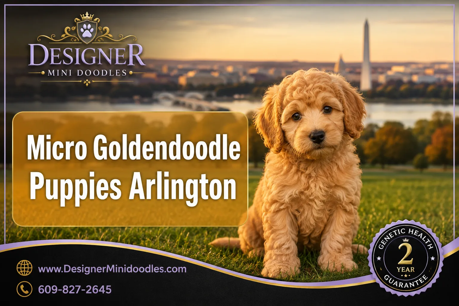 micro goldendoodle puppies Arlington Virginia