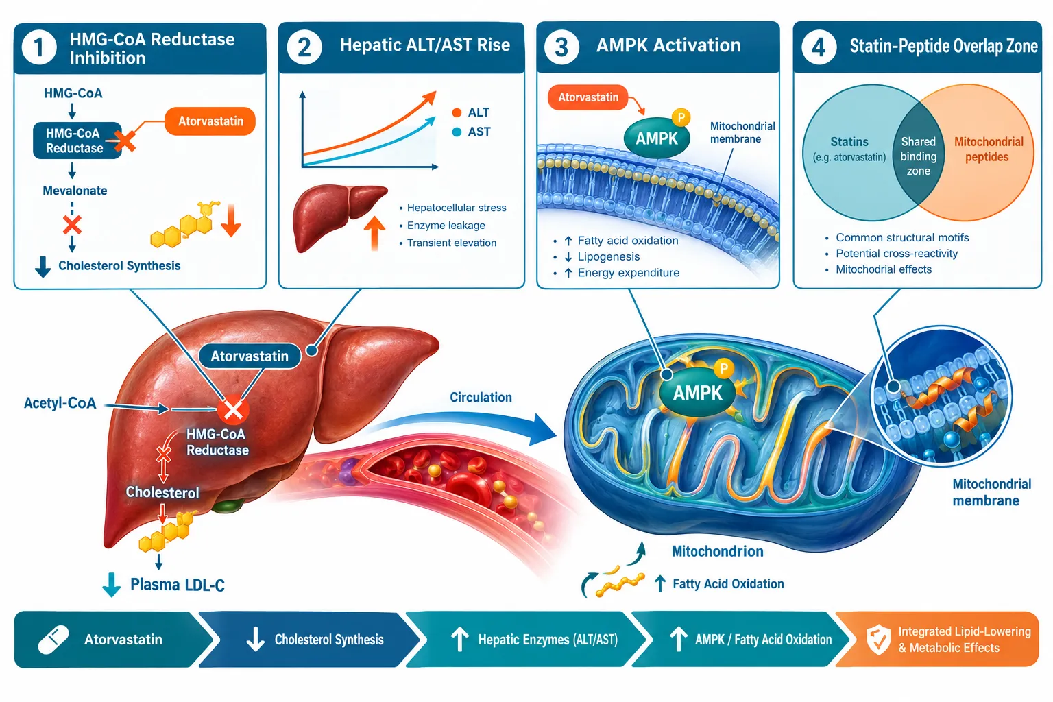 How Atorvastatin Affects Liver Enzymatic Readouts