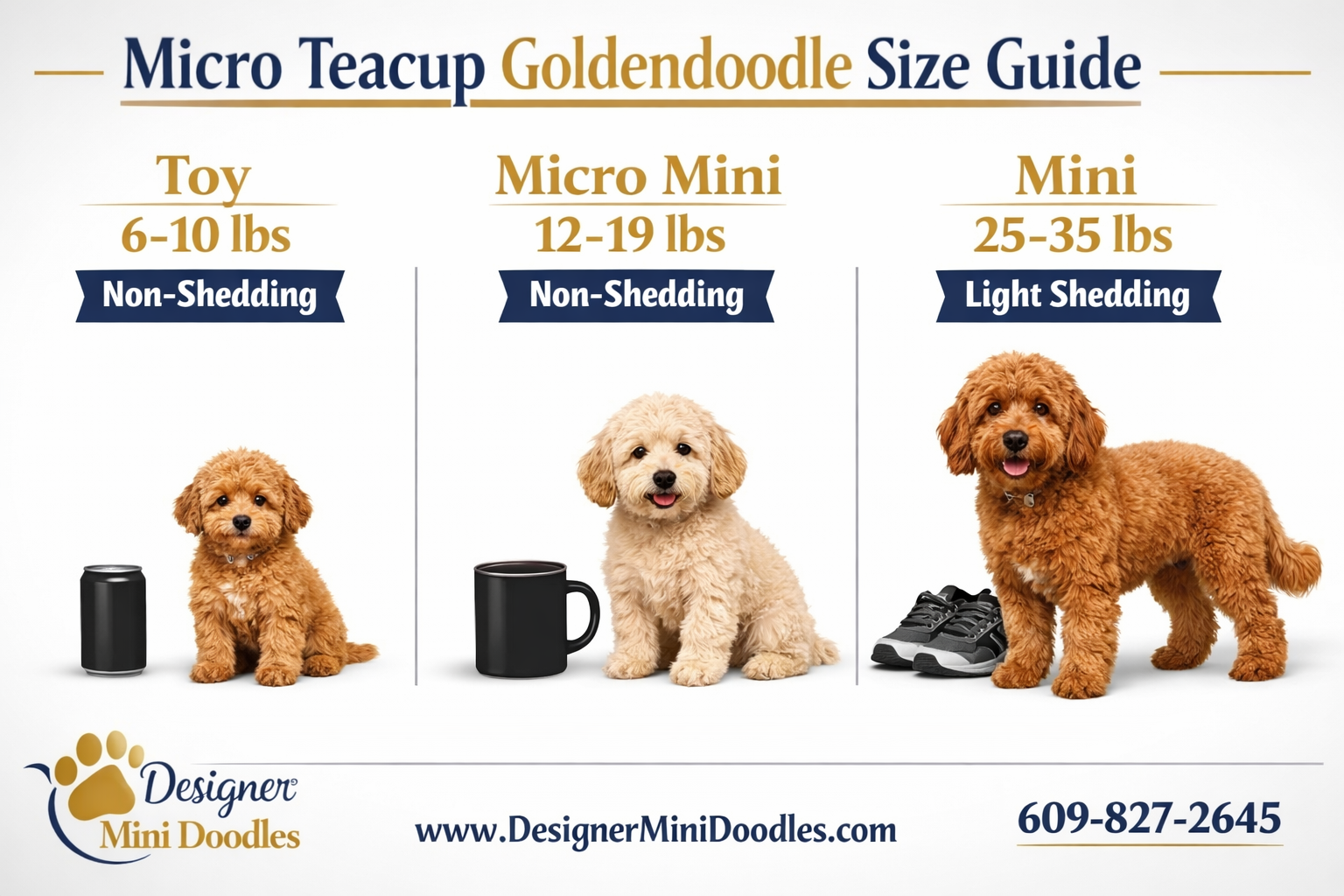micro teacup goldendoodle size