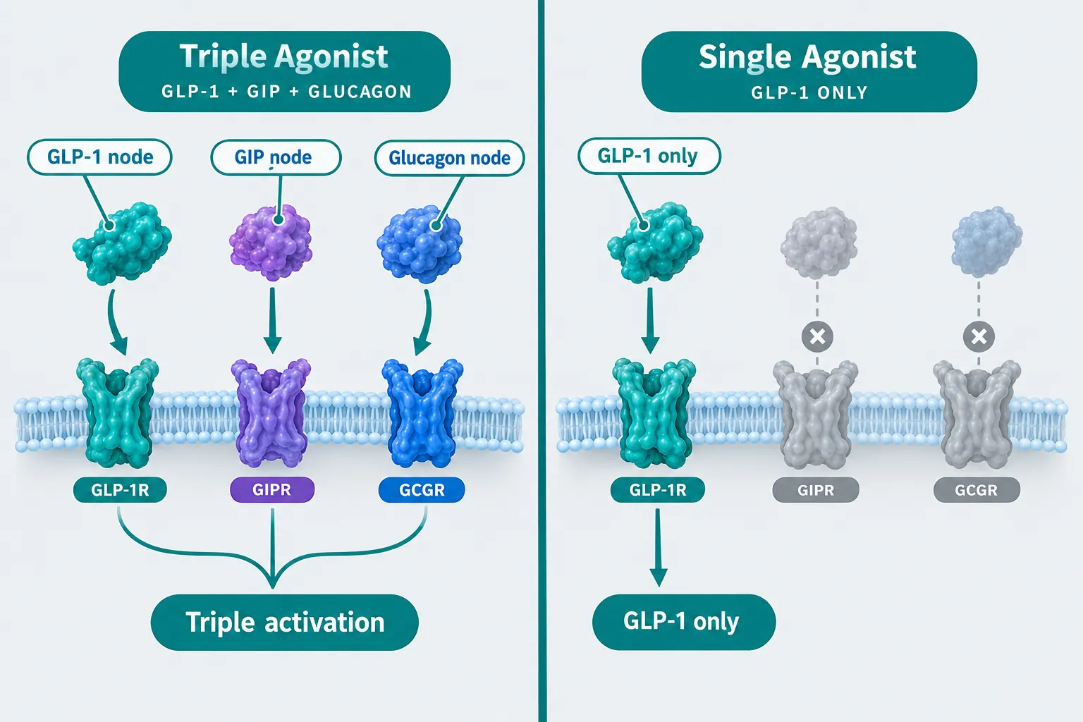Mechanism Differences That Complicate Direct Comparisons
