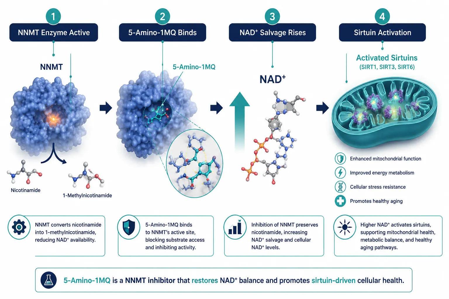 How 5-Amino-1MQ Works: NNMT Inhibition and the NAD+ Salvage Pathway