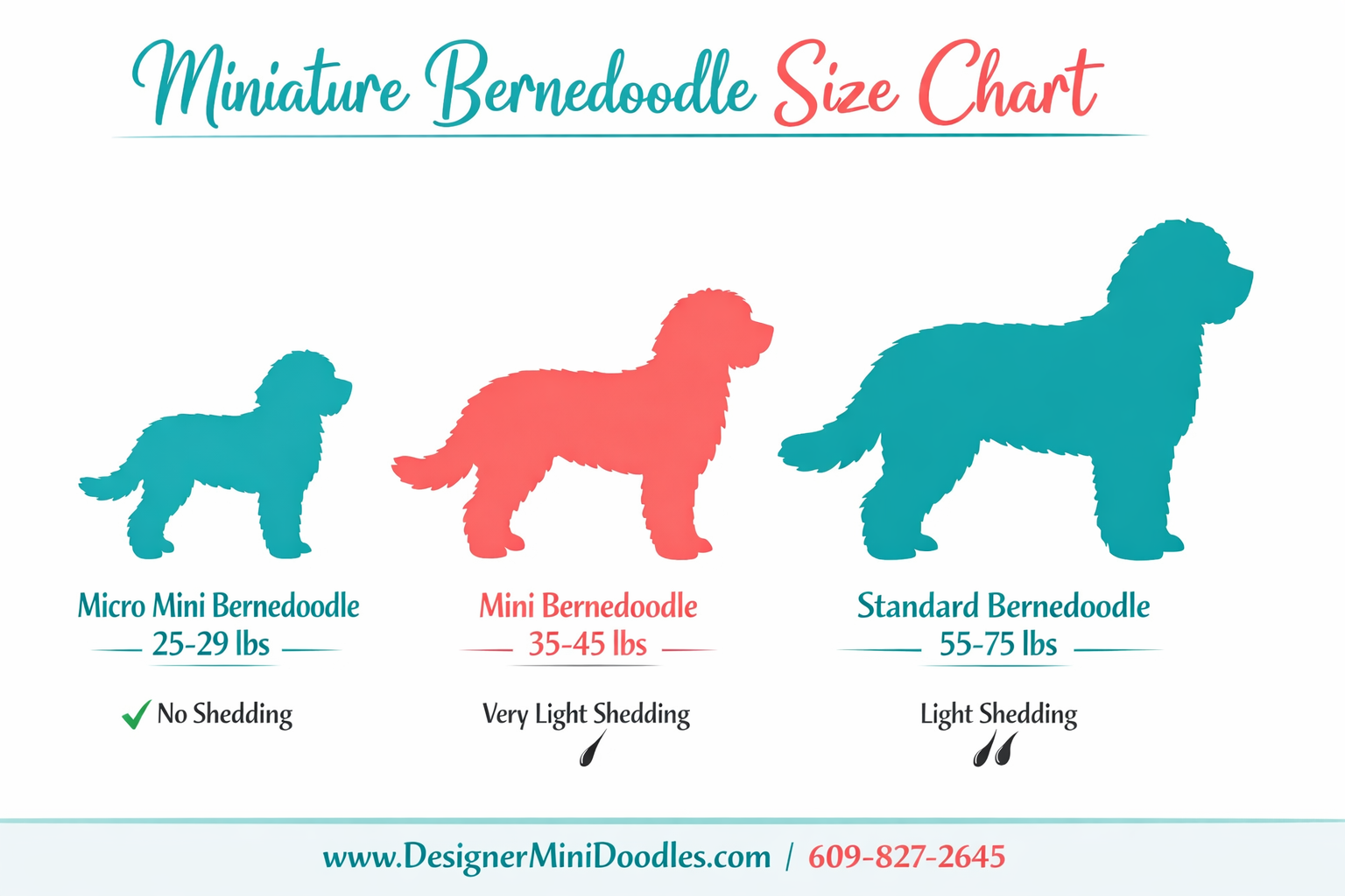 () informational infographic showing miniature bernedoodle size chart with three categories displayed as colorful
