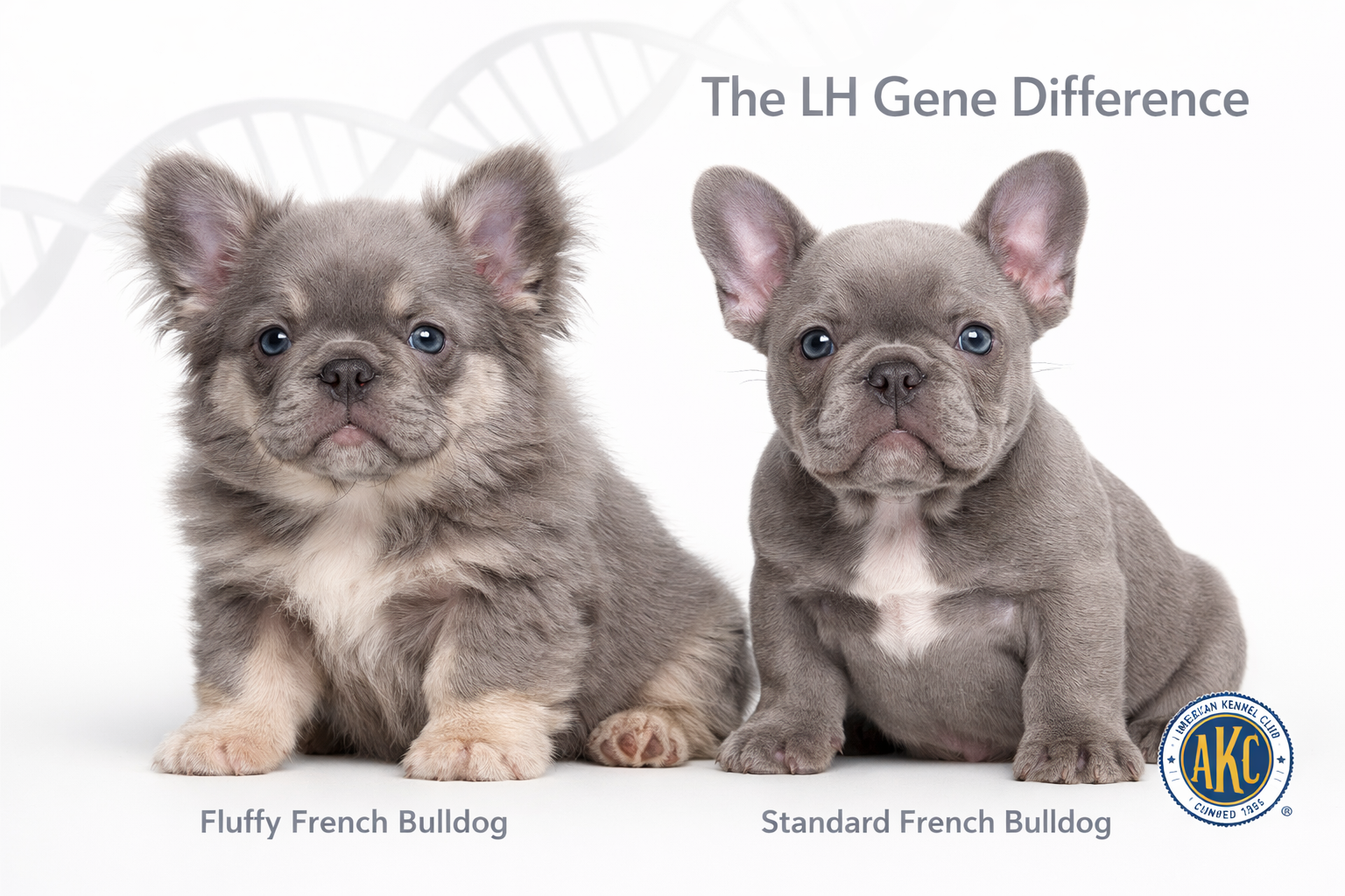 Detailed landscape editorial image (1536x1024) showing close-up comparison of fluffy French bulldog puppy next to standard French bulldog pu
