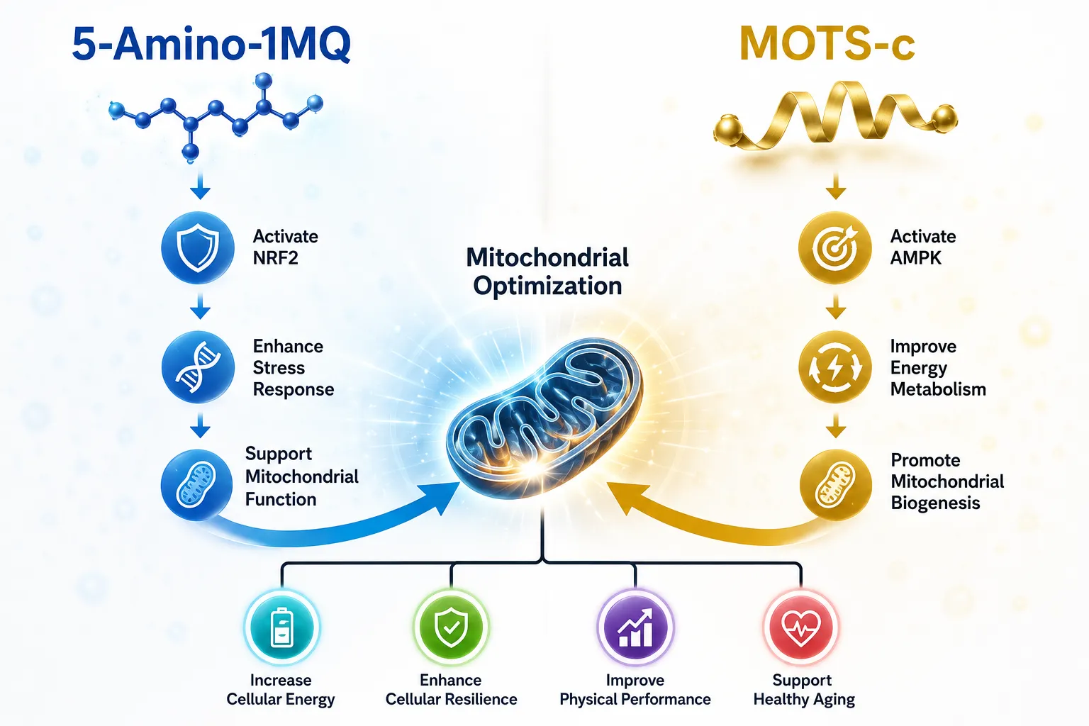 Bright editorial infographic-style landscape (): a split-panel scientific diagram showing two molecular pathway arrows — one