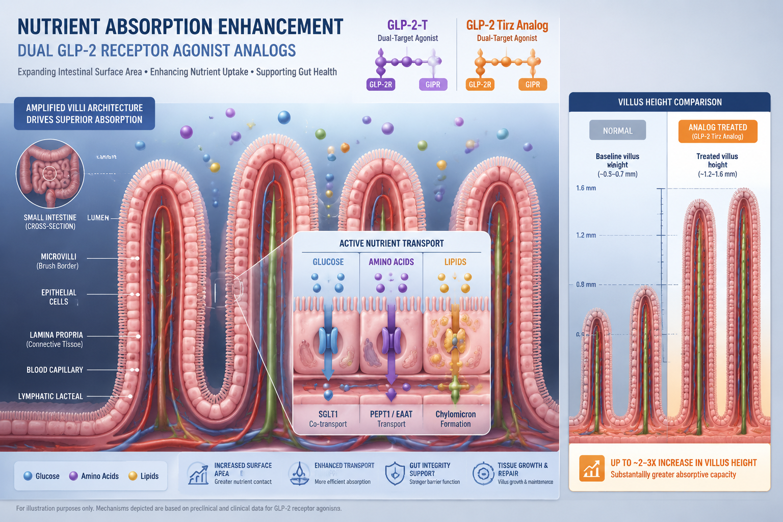 GLP-2 Receptor Biology: The Foundation for GLP-2-T and GLP-2 Tirz Research