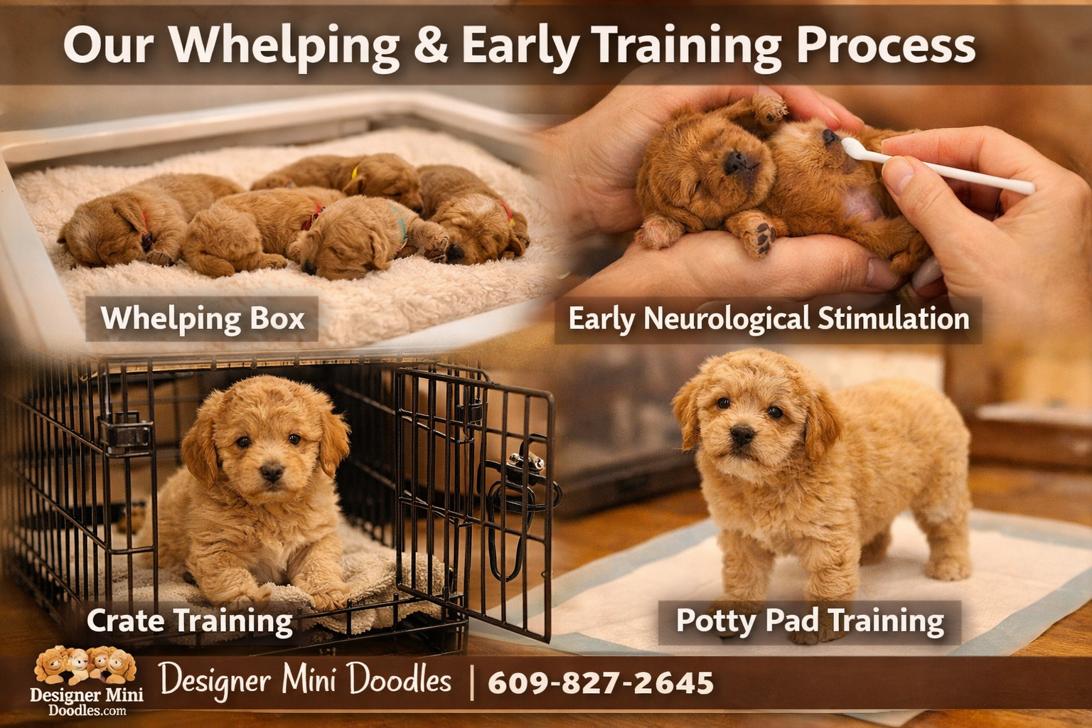 best teacup goldendoodle breeder