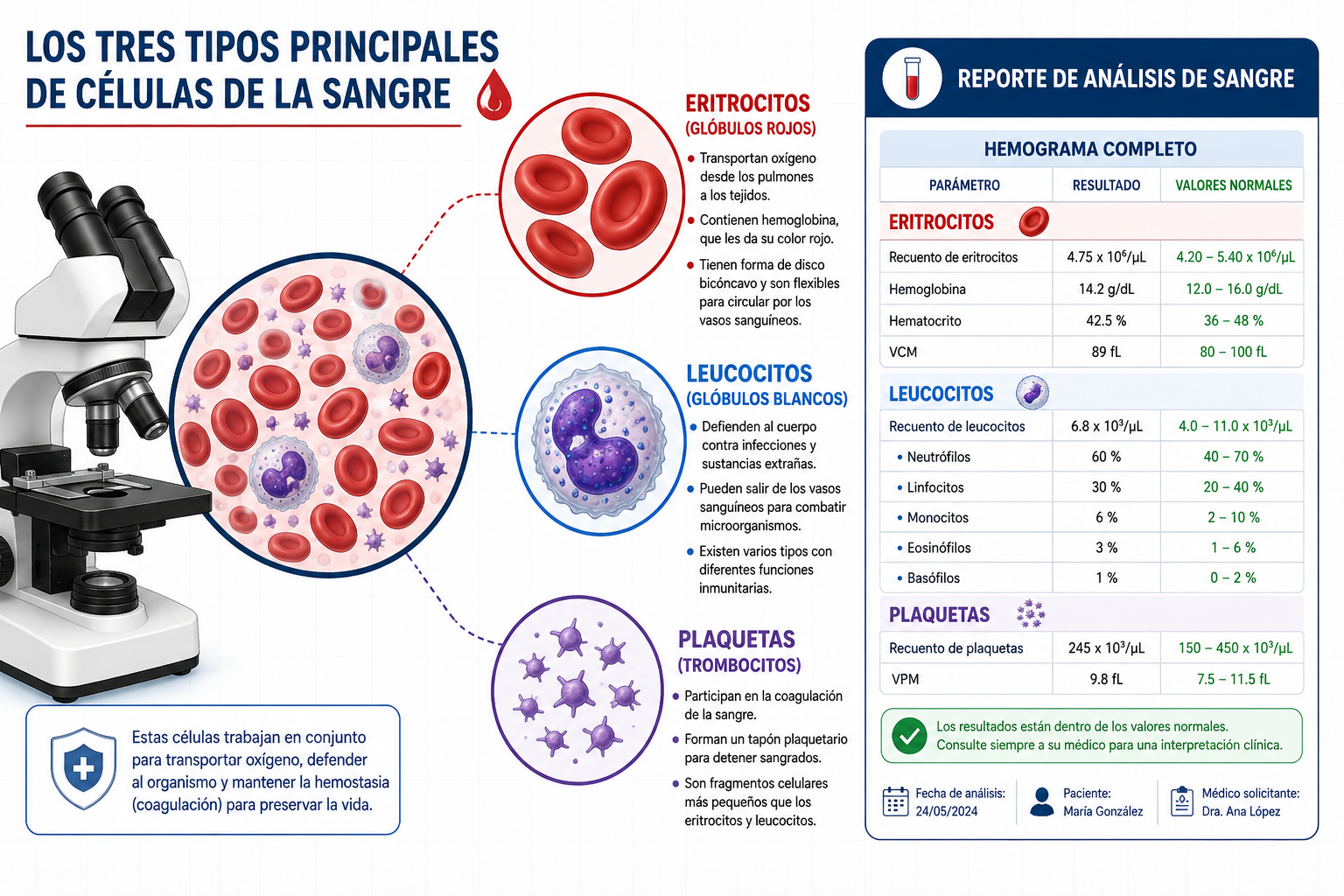 () infographic-style illustration showing the three main blood cell types: eritrocitos (red blood cells), leucocitos (white