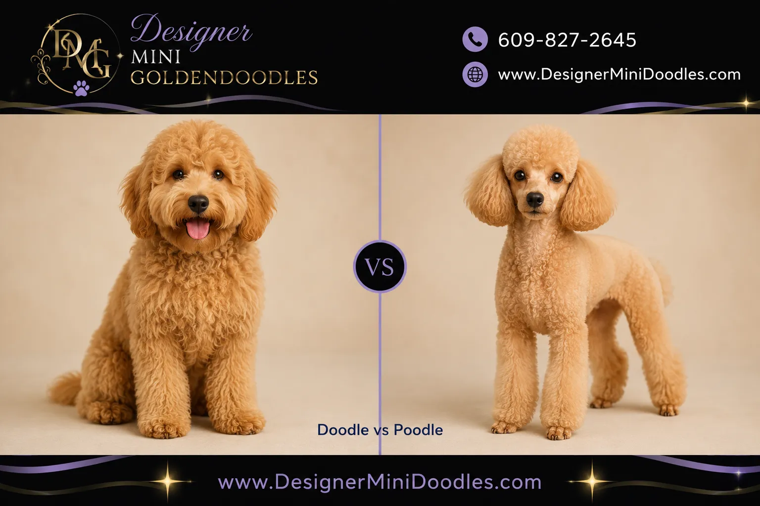 mini goldendoodles Tampa