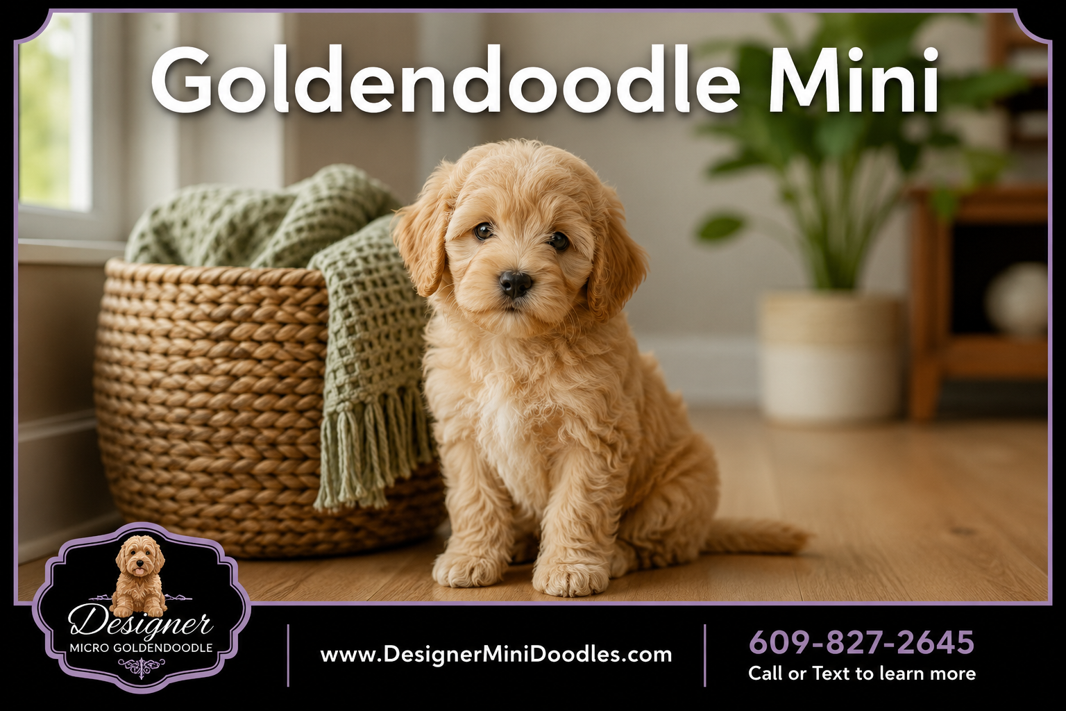 goldendoodle mini
