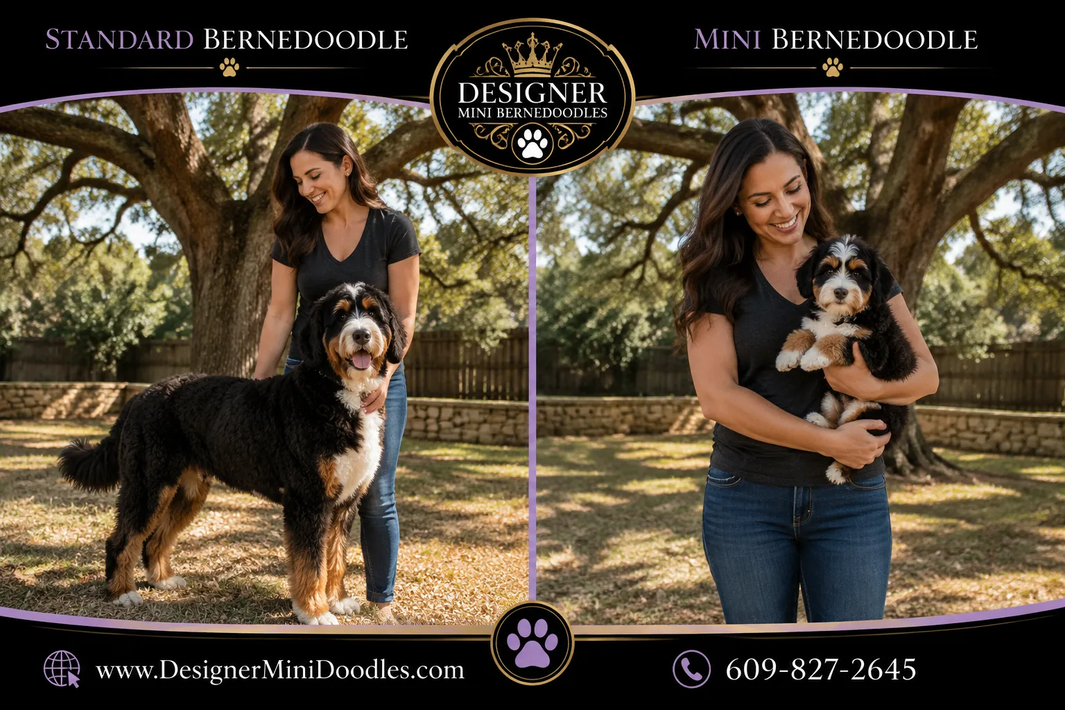 mini bernedoodles Texas