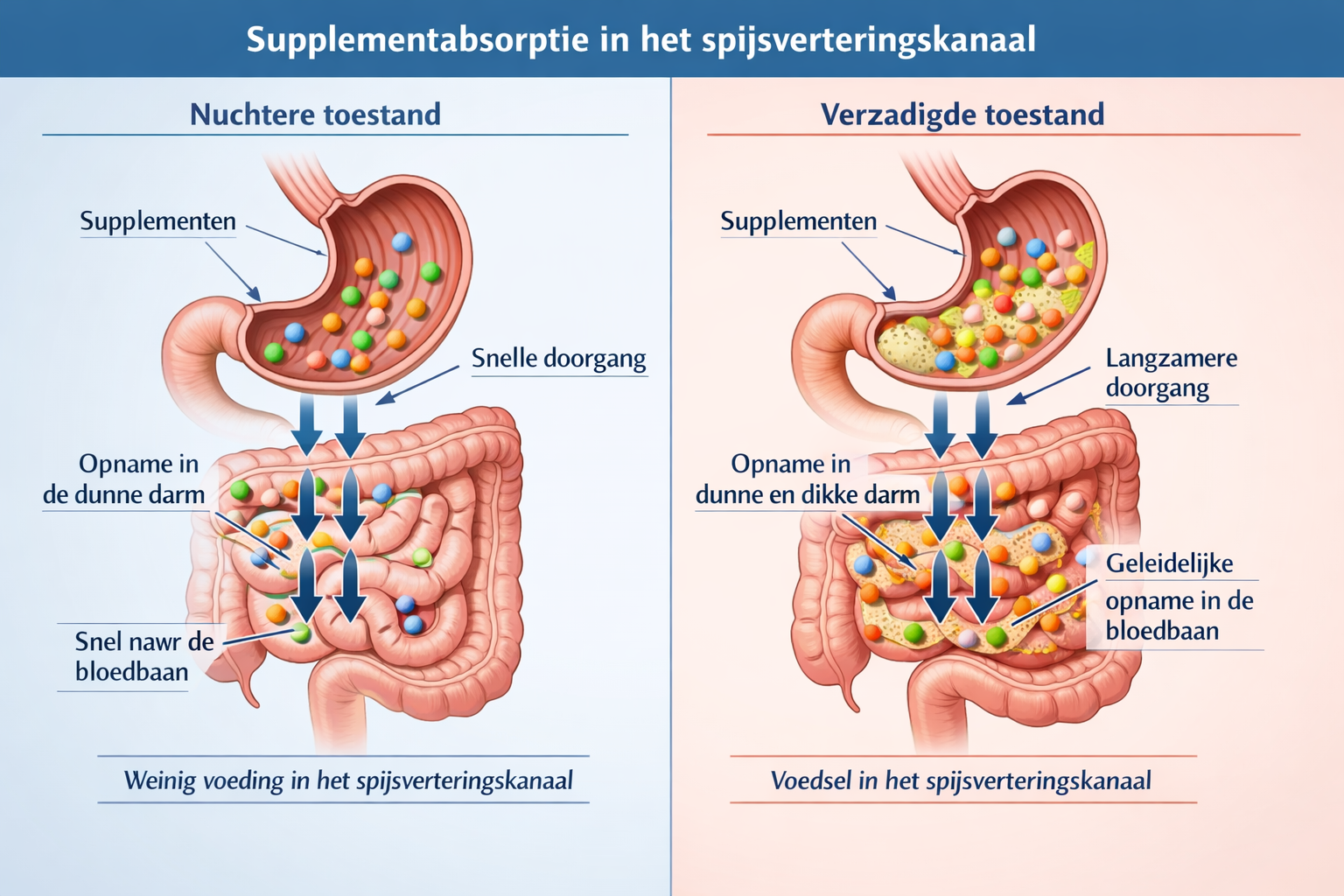 Scientific illustration showing supplement absorption process in digestive system, split-screen comparison of fasting state versus fed state