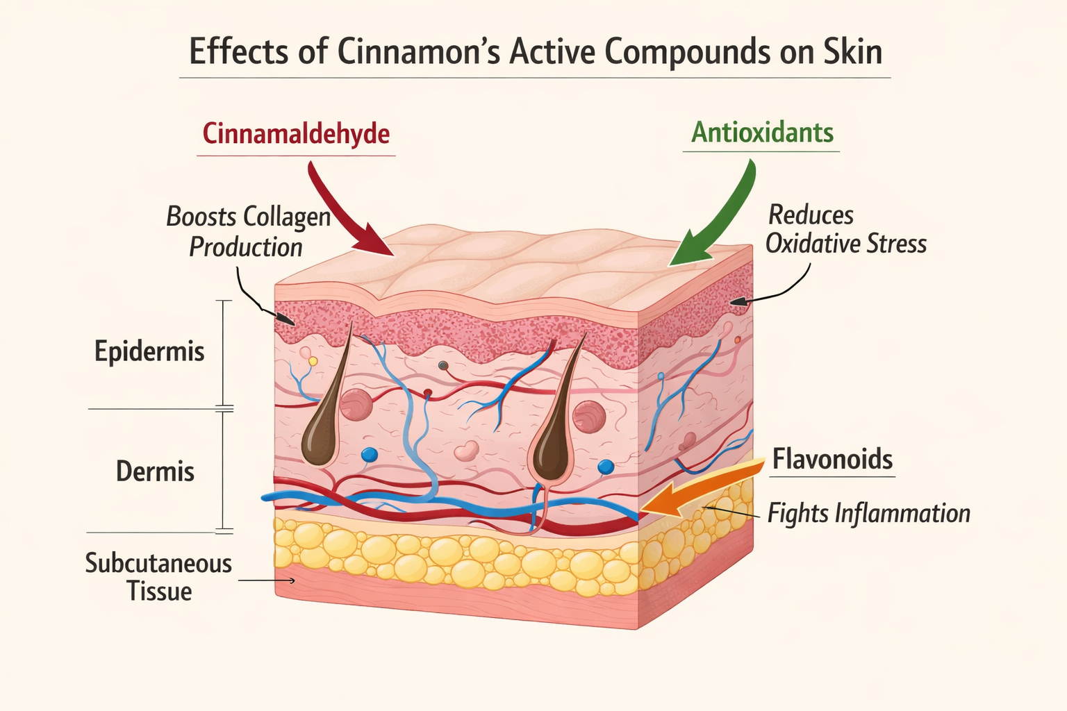 Clean infographic showing cross-section of skin layers with labeled arrows indicating where cinnamon's active compounds. Cinnamon benefits for skin