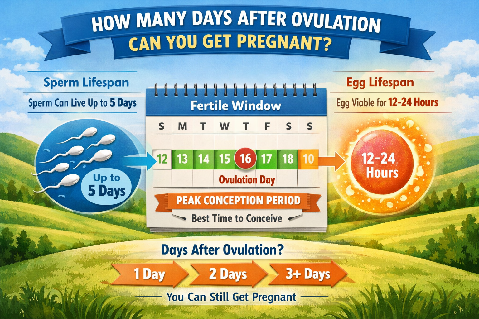 A detailed infographic-style landscape image () illustrating the fertile window and the lifespan of sperm and egg around