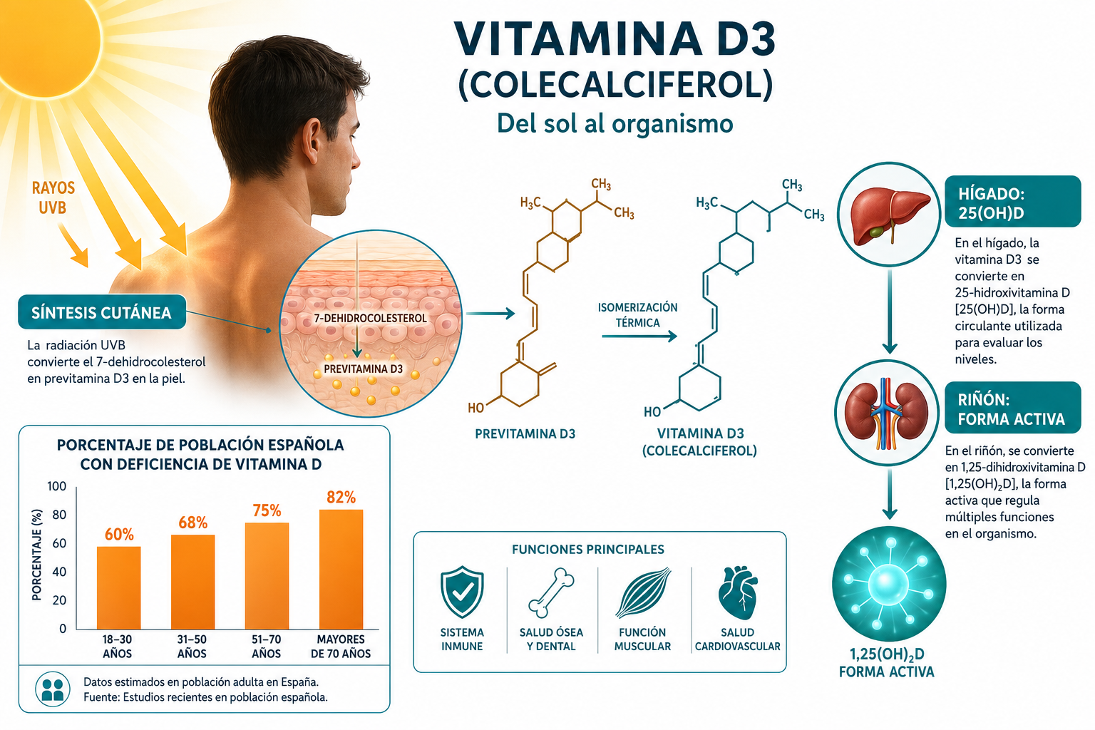 () infographic-style illustration showing a human silhouette with sunlight rays hitting the skin and a molecular diagram of