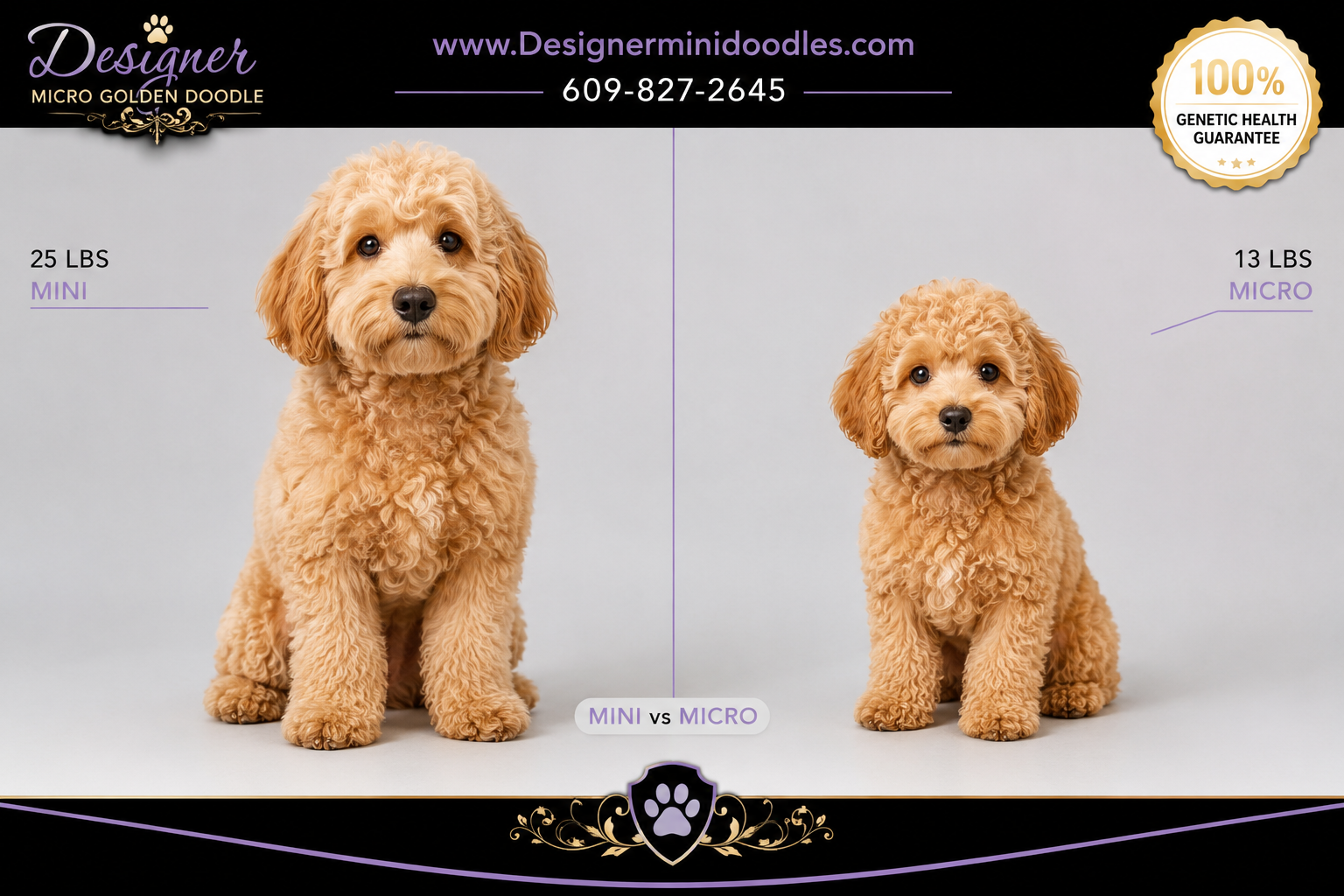 micro golden doodle for sale Florida