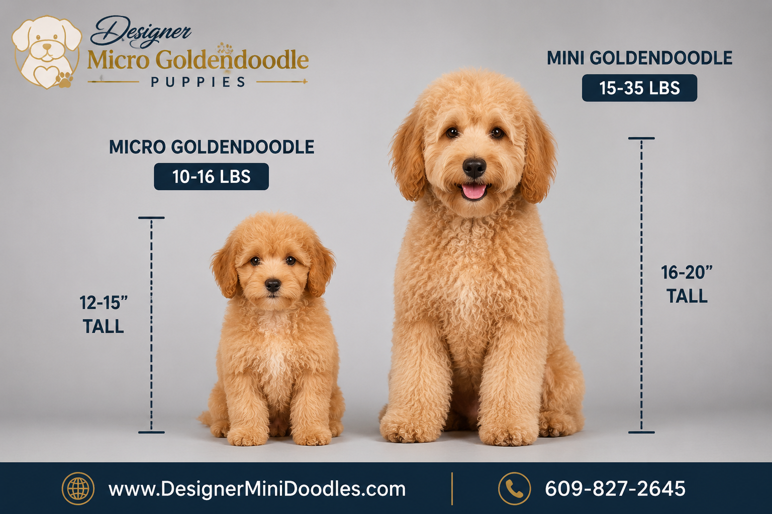 How Much Does a Micro Goldendoodle Puppy Cost in Las Vegas?