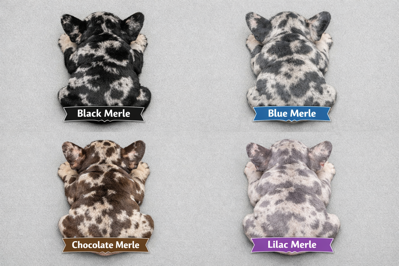 Merl Objects Black Merle Frenchie: Complete 2026 Buyer's Guide