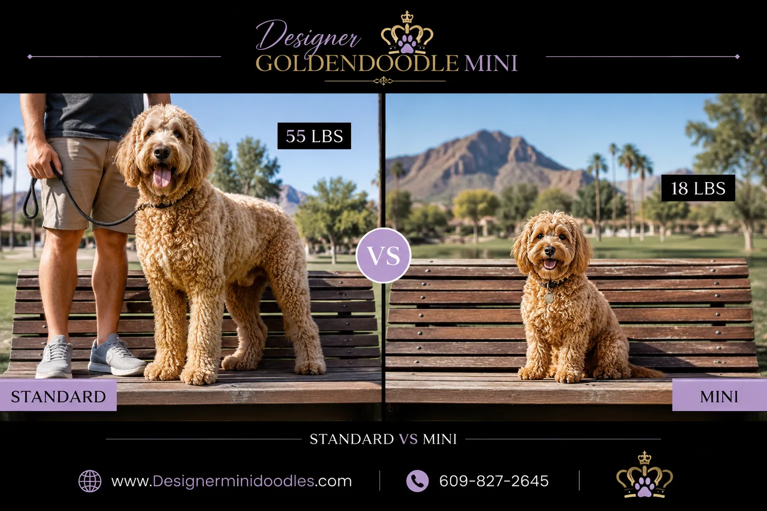 goldendoodle mini Arizona