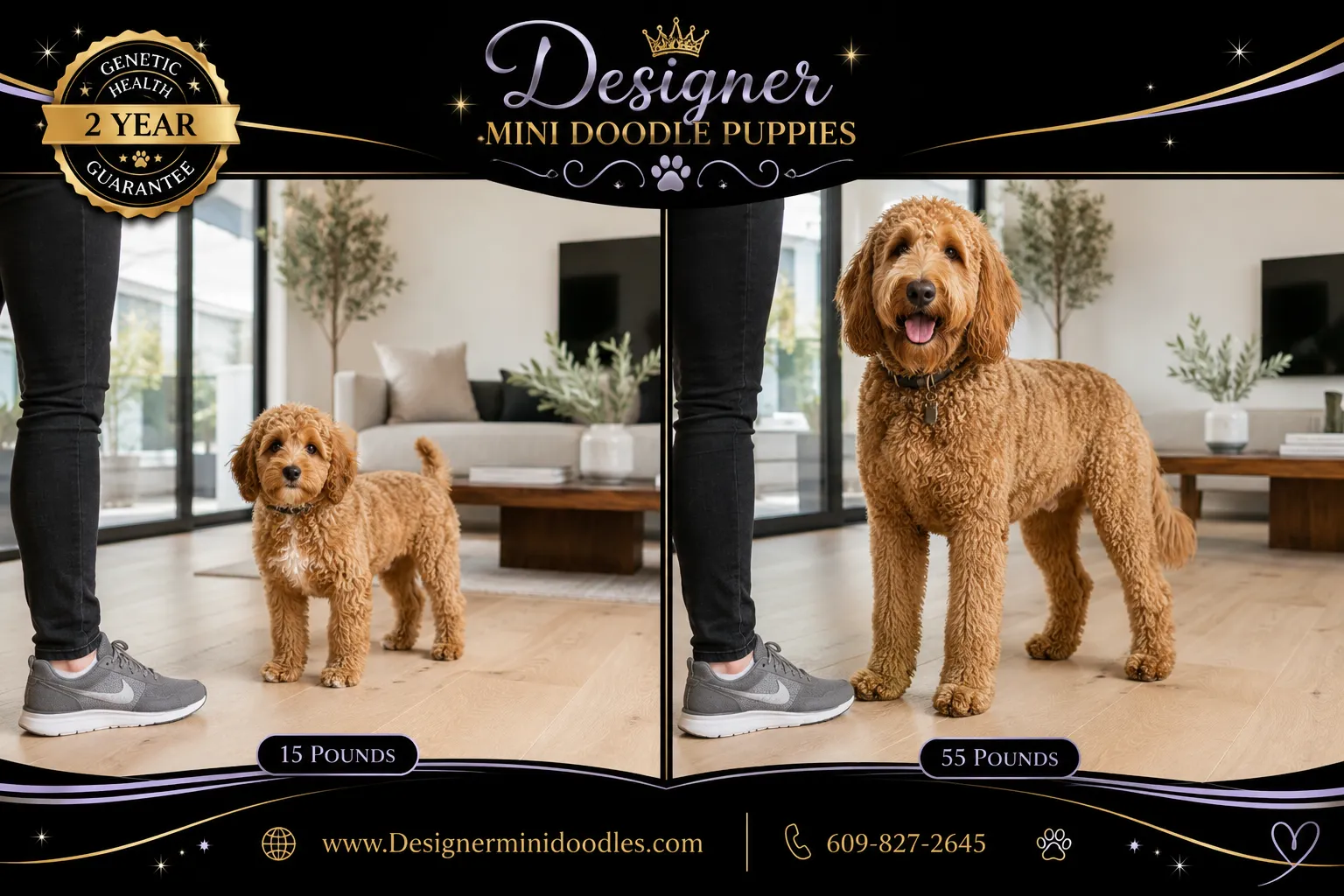 mini golden doodle puppies Valencia