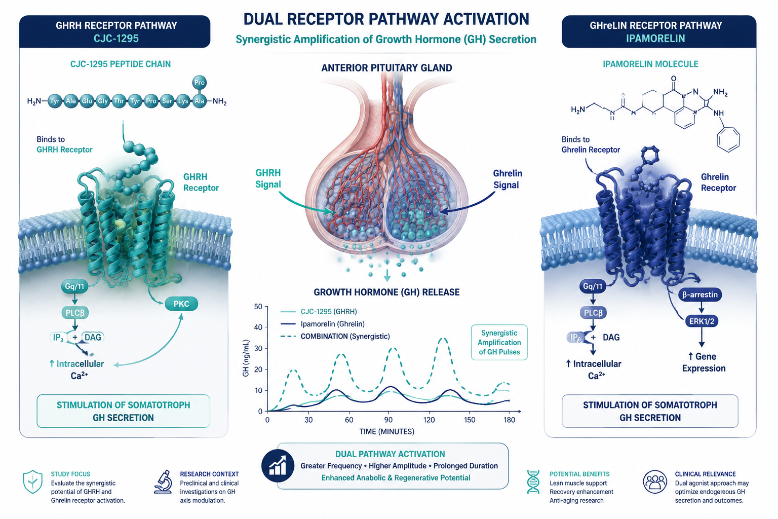 Detailed () scientific diagram illustration showing dual receptor pathway activation: left panel labeled GHRH receptor with