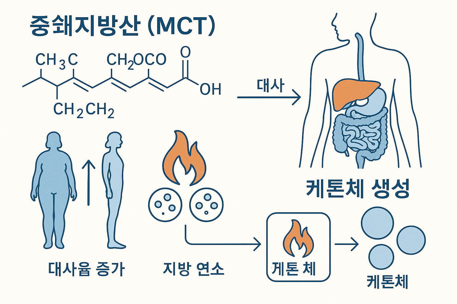 Detailed scientific illustration showing medium-chain triglycerides (MCT) molecular structure with labeled carbon chains, digestive system d