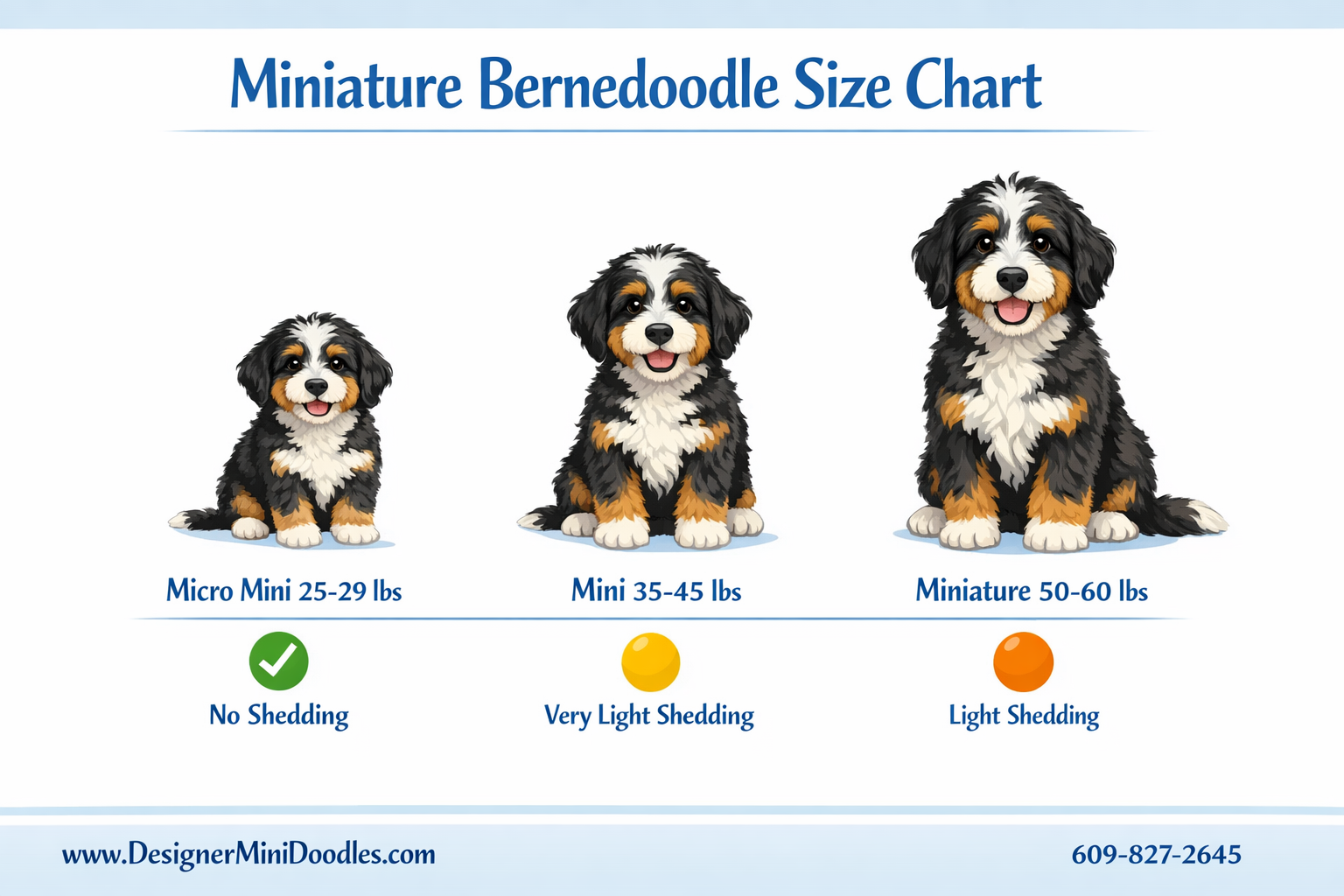 () educational infographic showing miniature bernedoodle size chart with three categories displayed as cute illustrated dogs