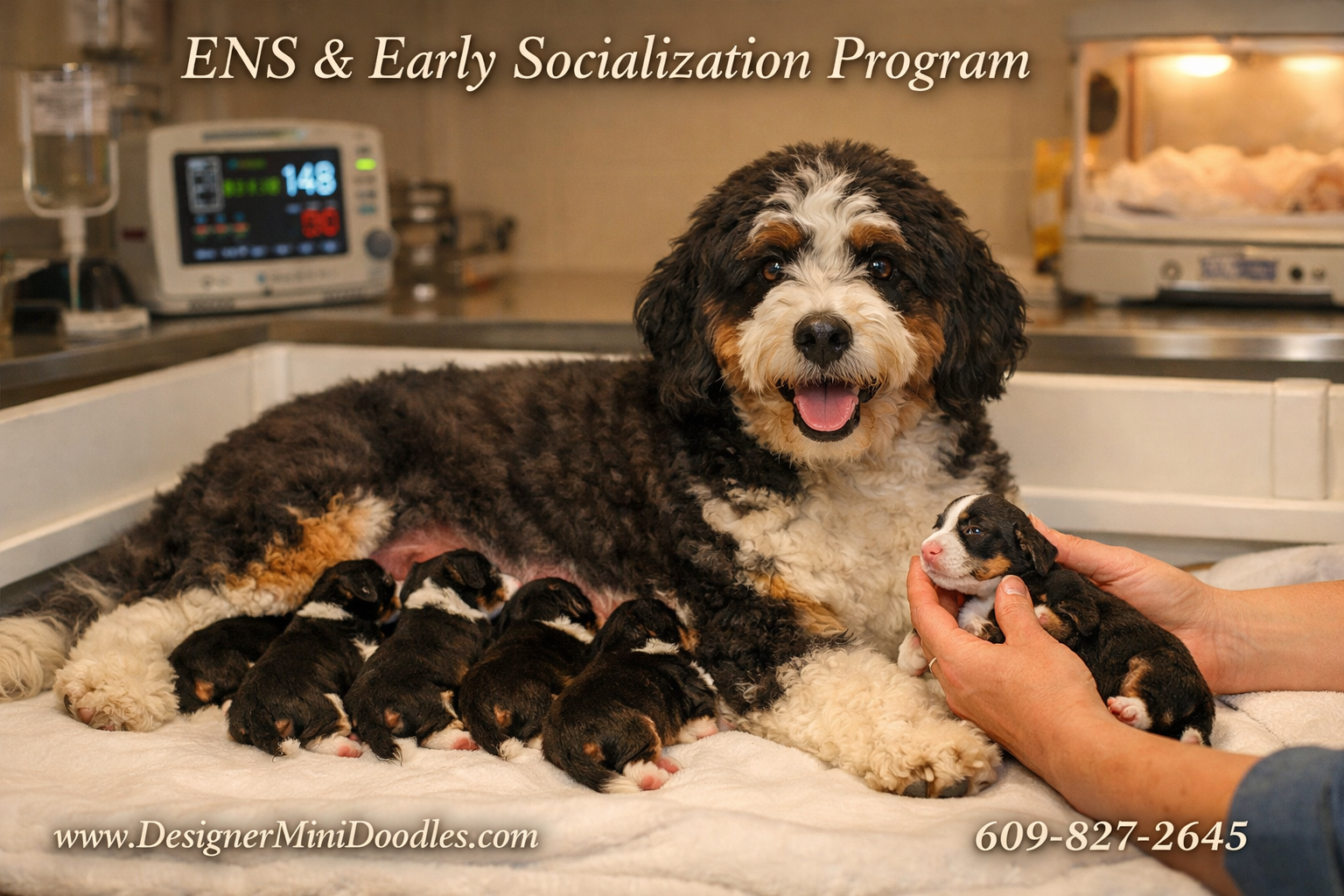 () warm photo-realistic scene of a professional whelping room with a mother bernedoodle nursing a litter of tiny tri-color