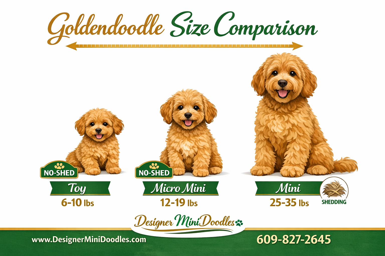 () infographic-style image showing a size comparison chart of three goldendoodle sizes: Toy (6-10 lbs), Micro Mini (12-19