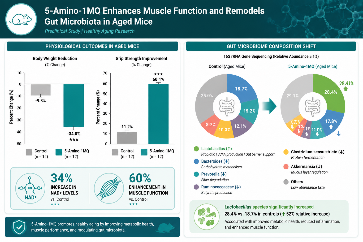 How 5-Amino-1MQ Targets the Metabolic Pathway