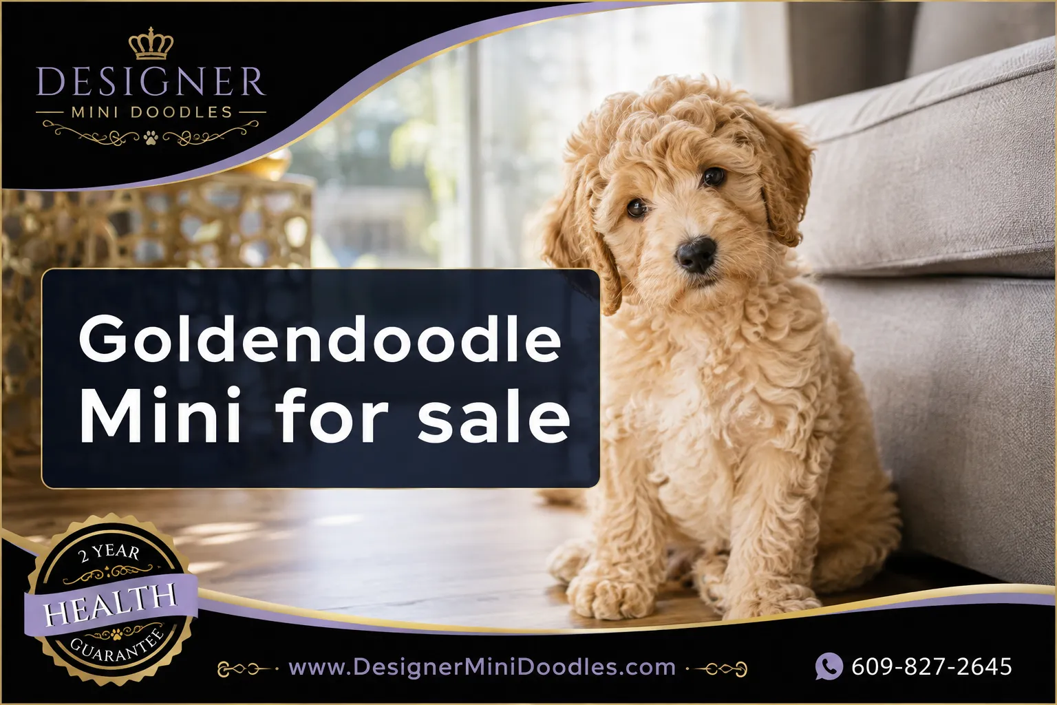 Goldendoodle Mini for sale