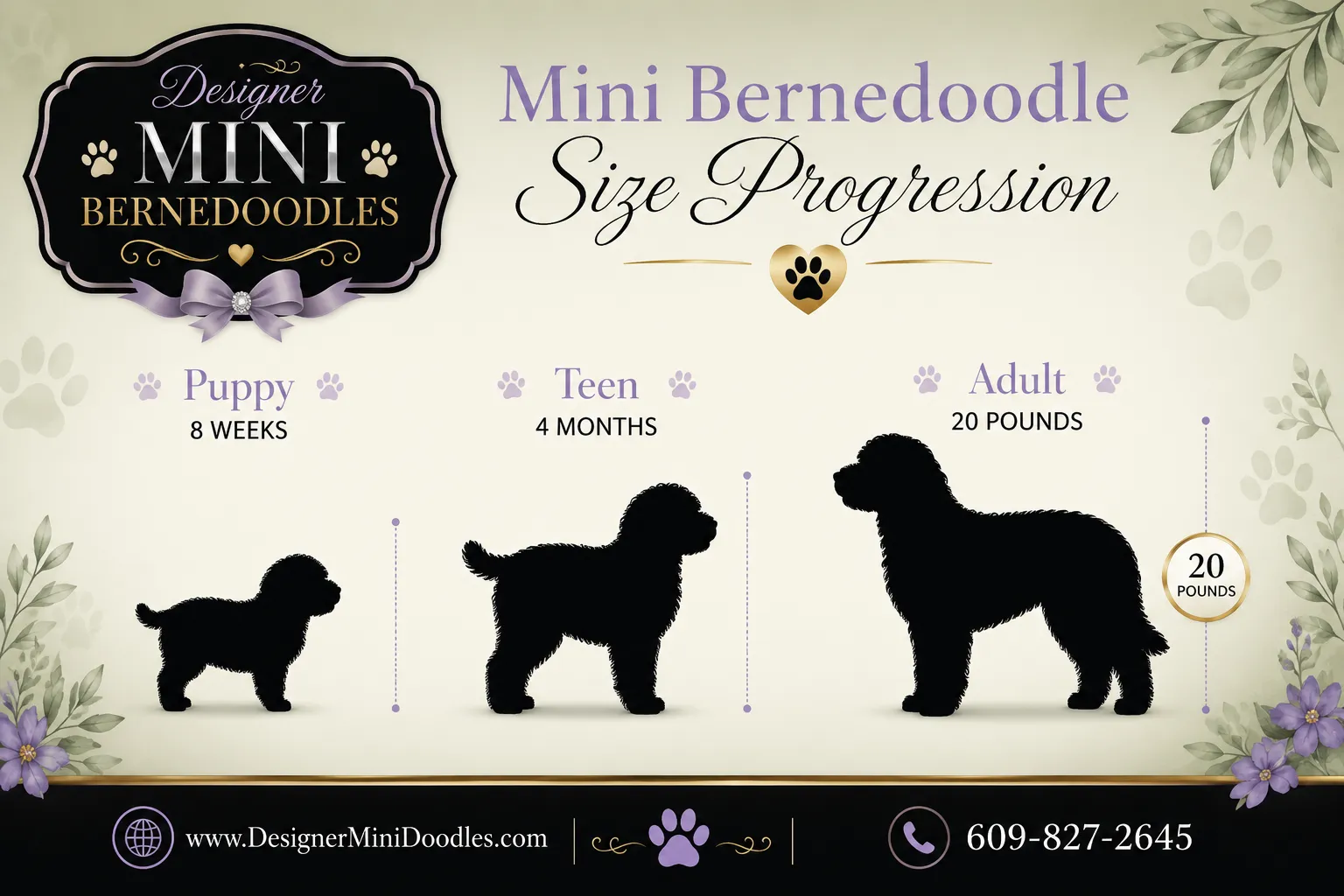 mini bernedoodle puppies Kansas