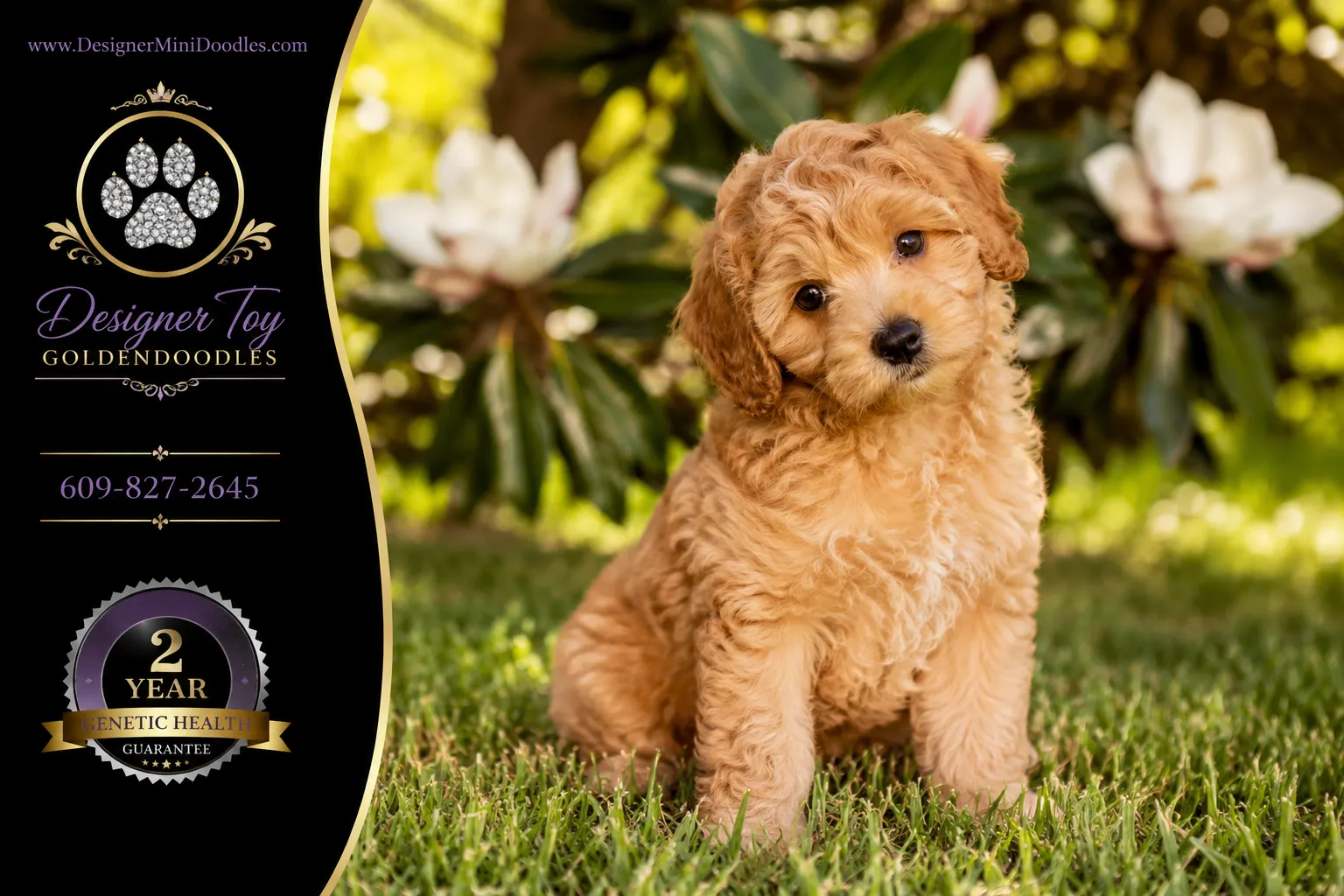 Toy Goldendoodle vs Mini Goldendoodle: Size Difference
