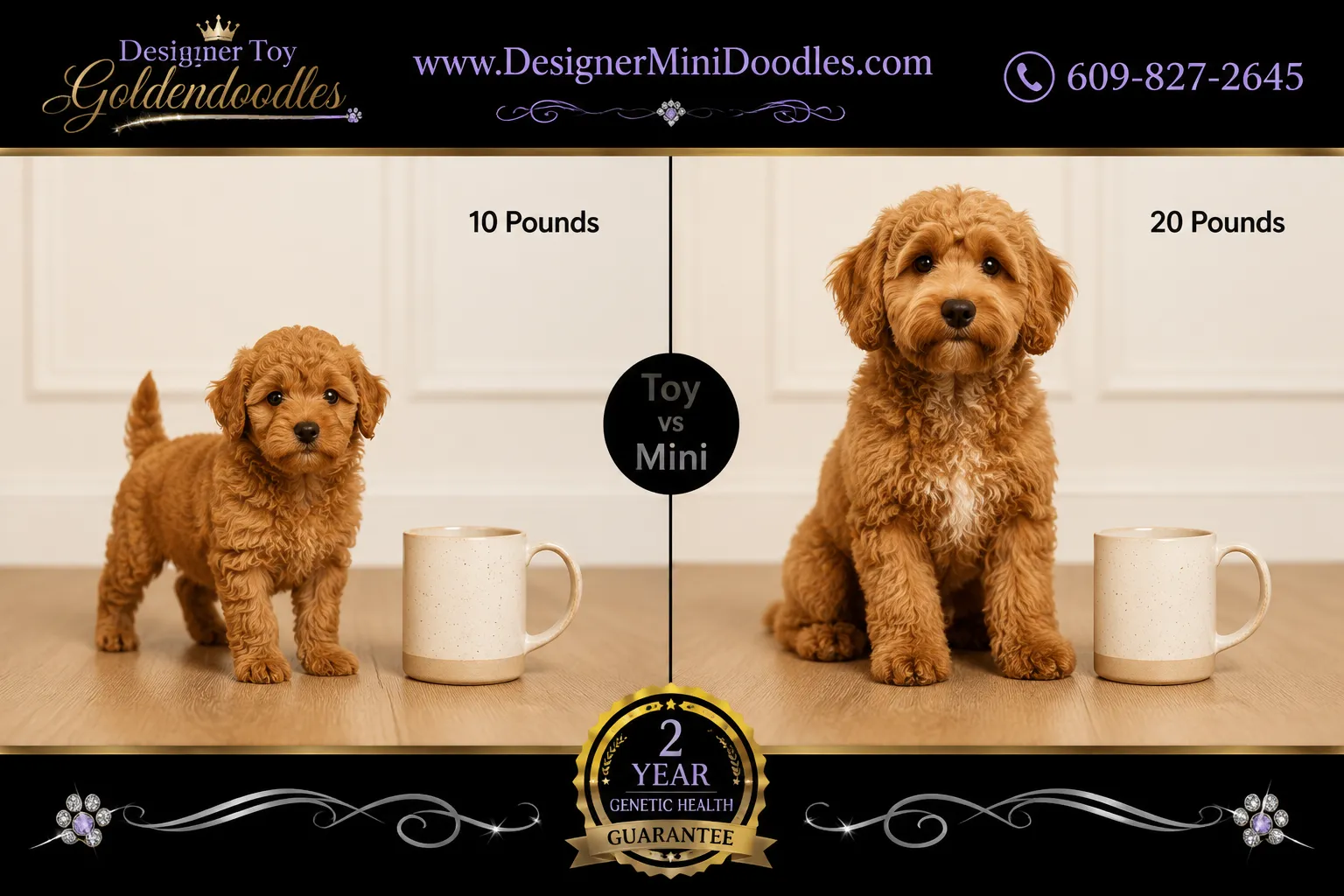 Toy Goldendoodle Breeders Georgia