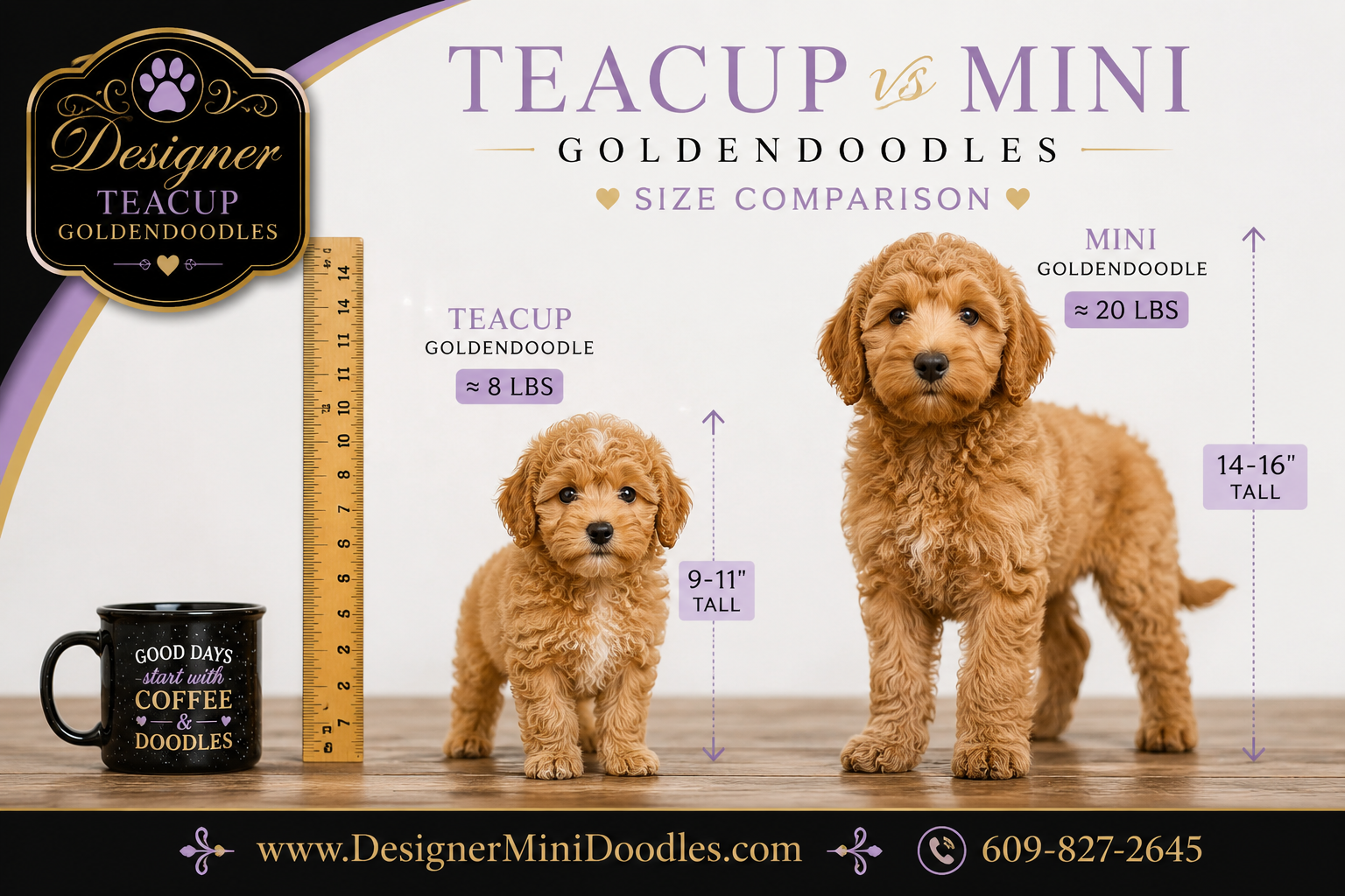 best teacup goldendoodle breeders