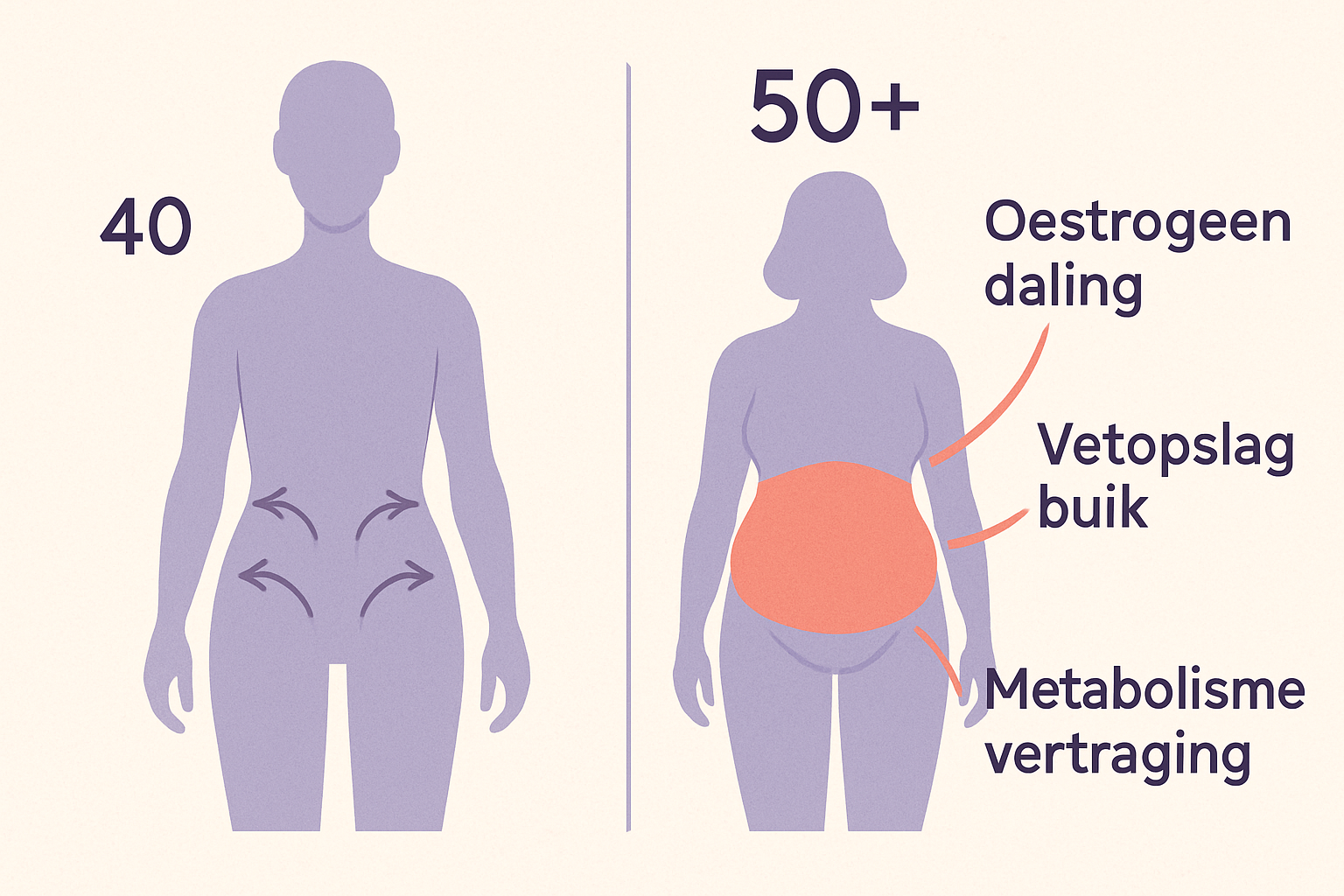 Detailed infographic illustration showing female body silhouette with highlighted abdominal area, Dutch text labels pointing to 'oestrogeen