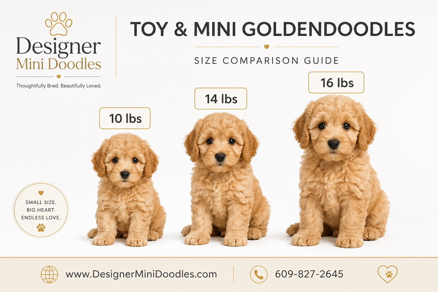 What Are Common Training Challenges with Toy Goldendoodles